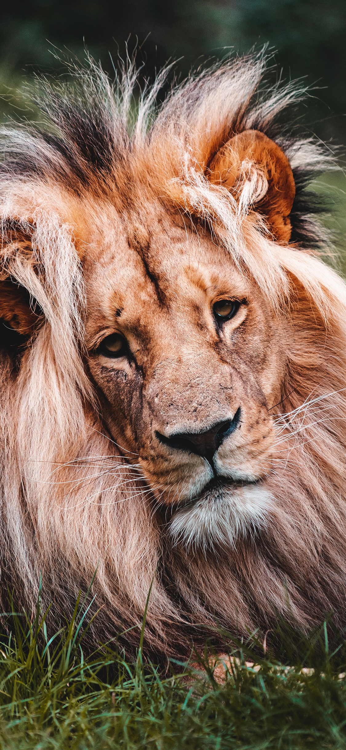 [2436×1125]狮子 森林之王 凶猛 猛兽 毛发 苹果手机壁纸图片