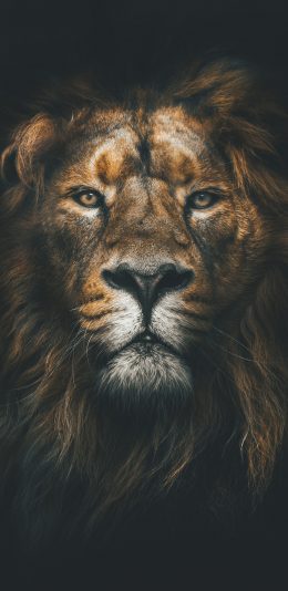[2436x1125]狮子 森林之王 特写 脸部 苹果手机壁纸图片