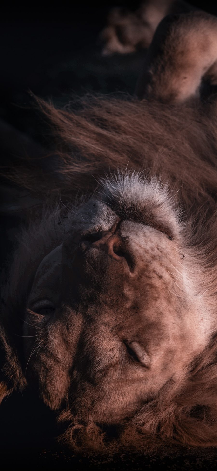 [2436×1125]狮子 森林之王 猛兽 凶猛 苹果手机壁纸图片