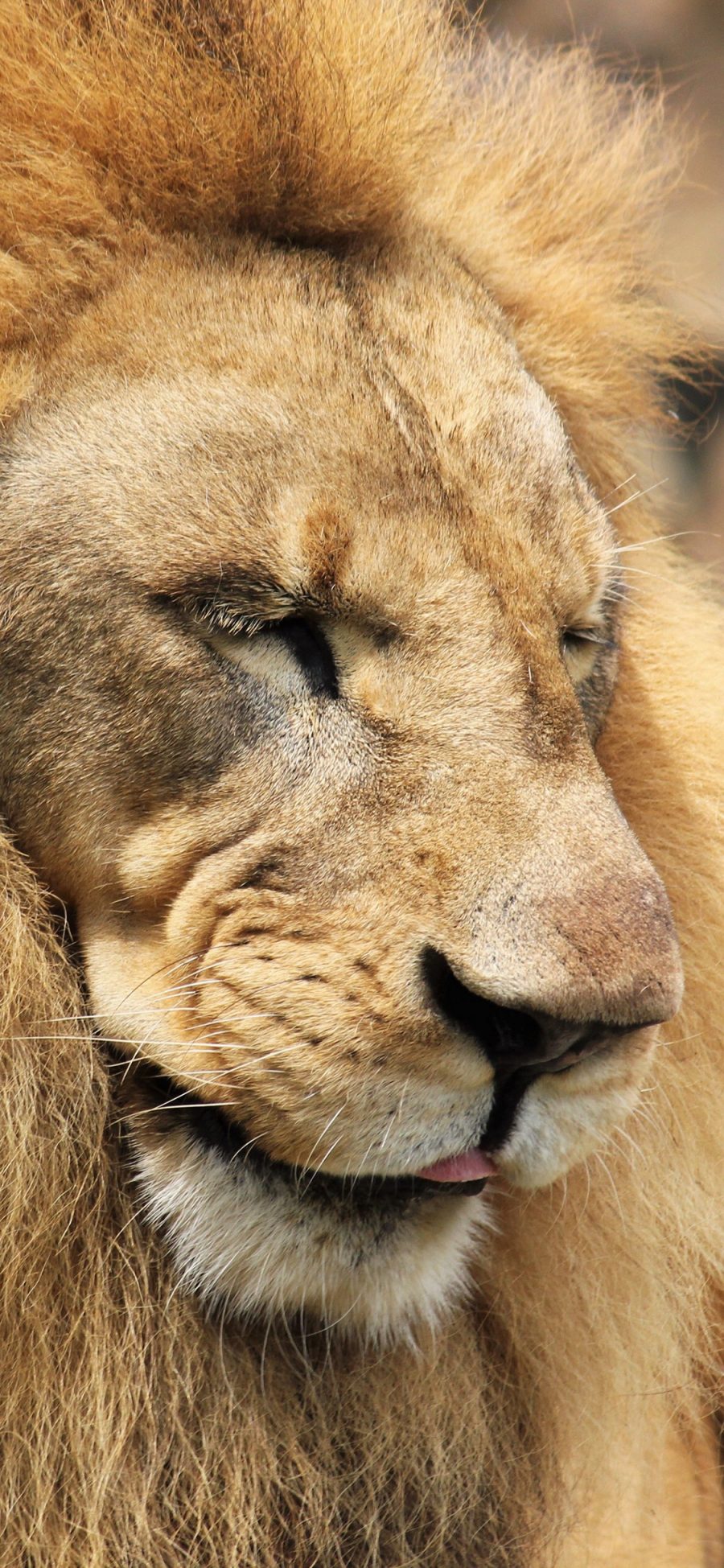 [2436×1125]狮子 森林之王 猛兽 凶猛 特写 毛发 苹果手机壁纸图片