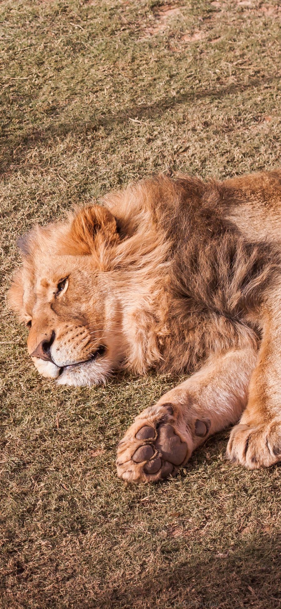 [2436×1125]狮子 森林之王 猛兽 凶猛 睡觉 苹果手机壁纸图片