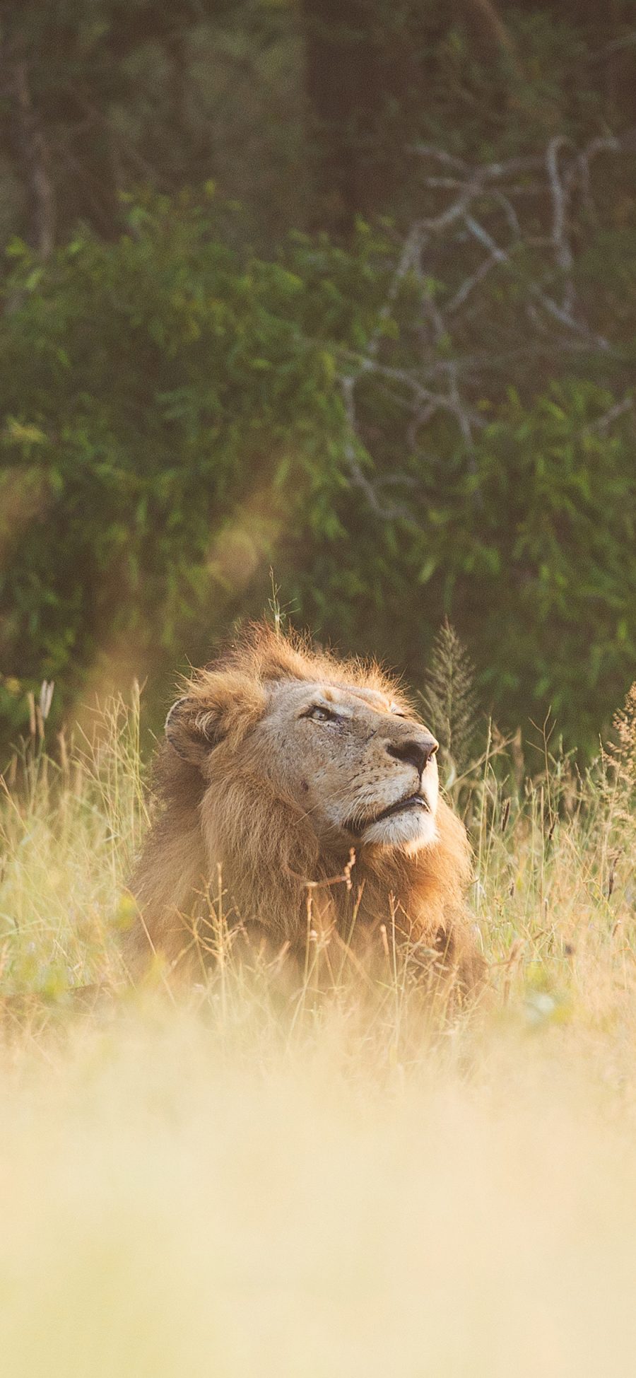 [2436×1125]狮子 森林之王 猛兽 凶猛 野外 苹果手机壁纸图片