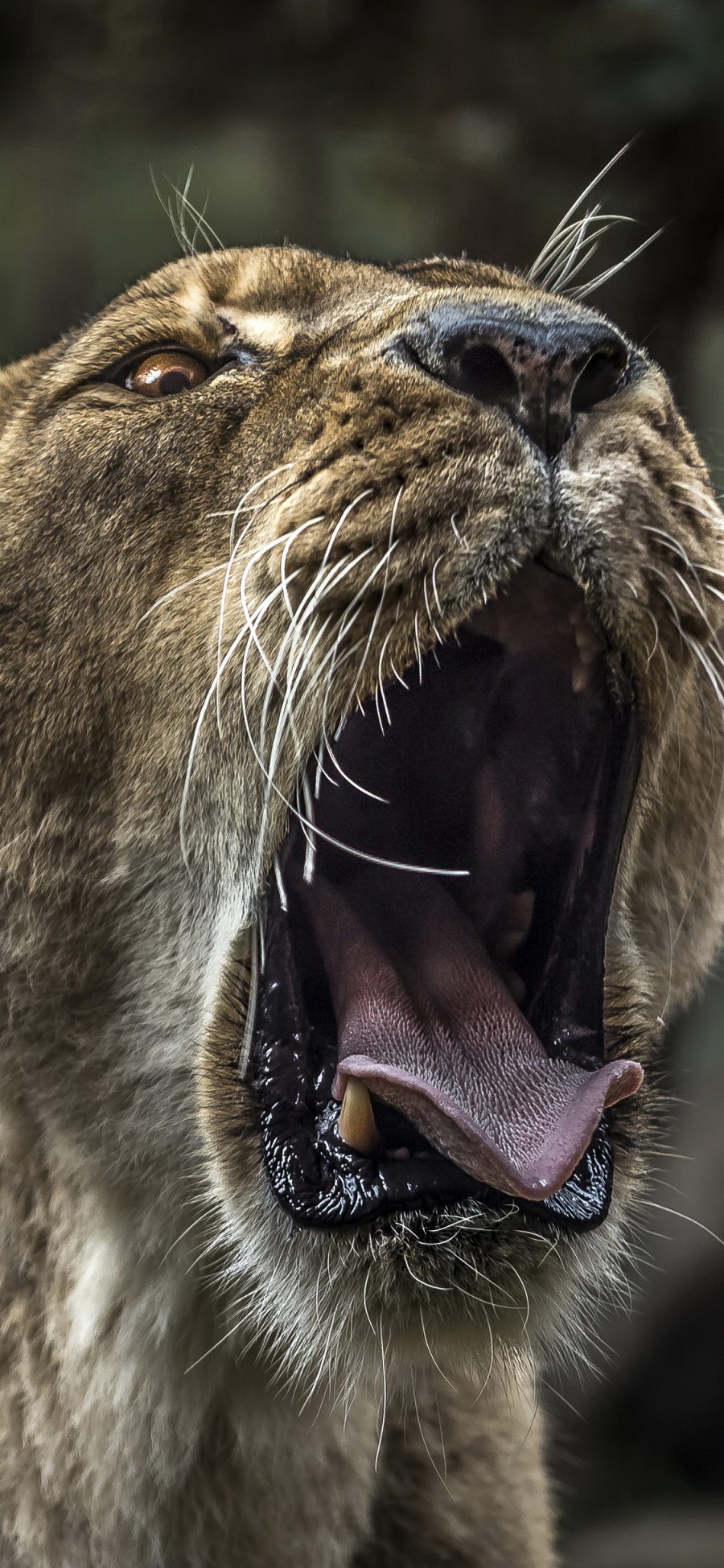 [2436×1125]狮子 森林之王 猛兽 野兽 凶猛 怒吼 咆哮 苹果手机壁纸图片