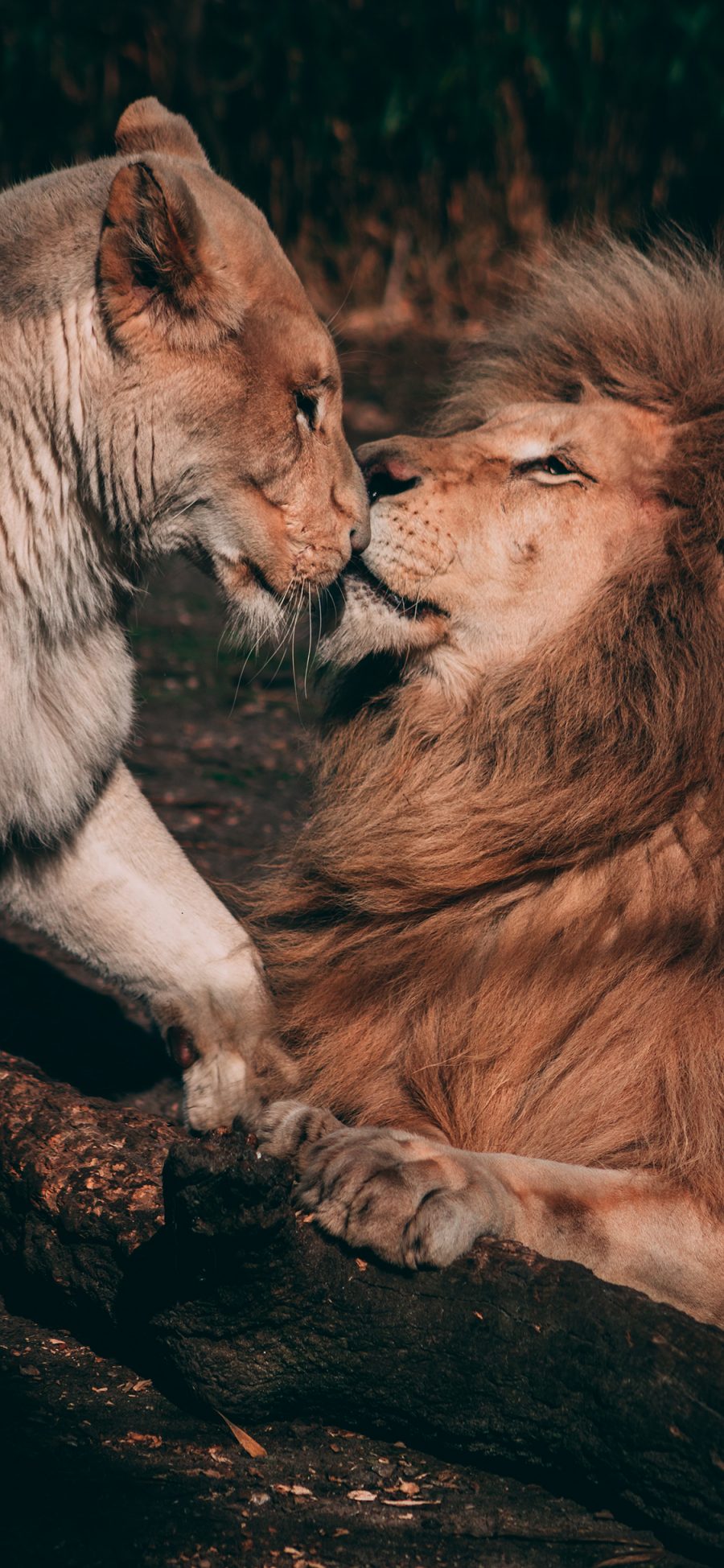 [2436×1125]狮子 母狮子 猛兽 亲昵 苹果手机壁纸图片