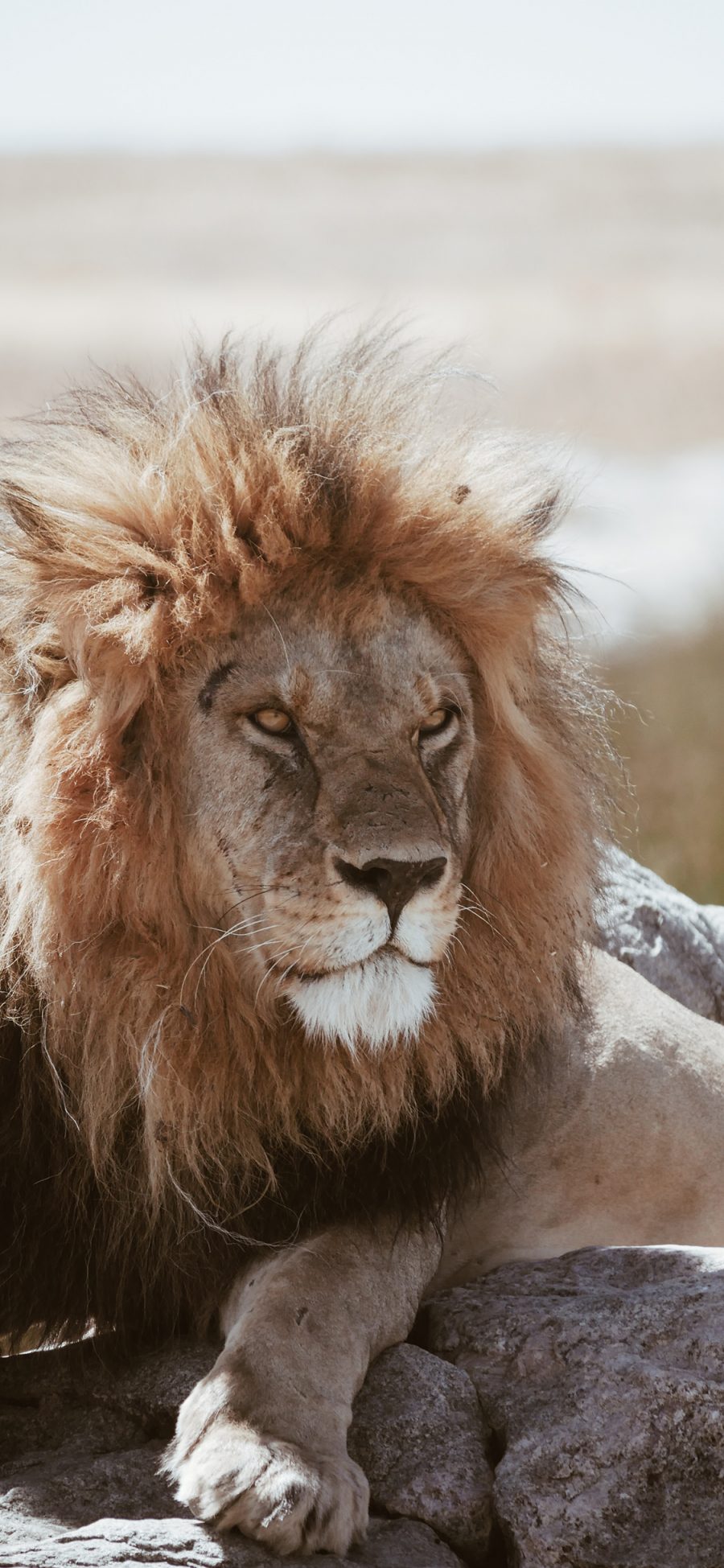 [2436×1125]狮子 猛兽  皮毛 森林之王 苹果手机壁纸图片