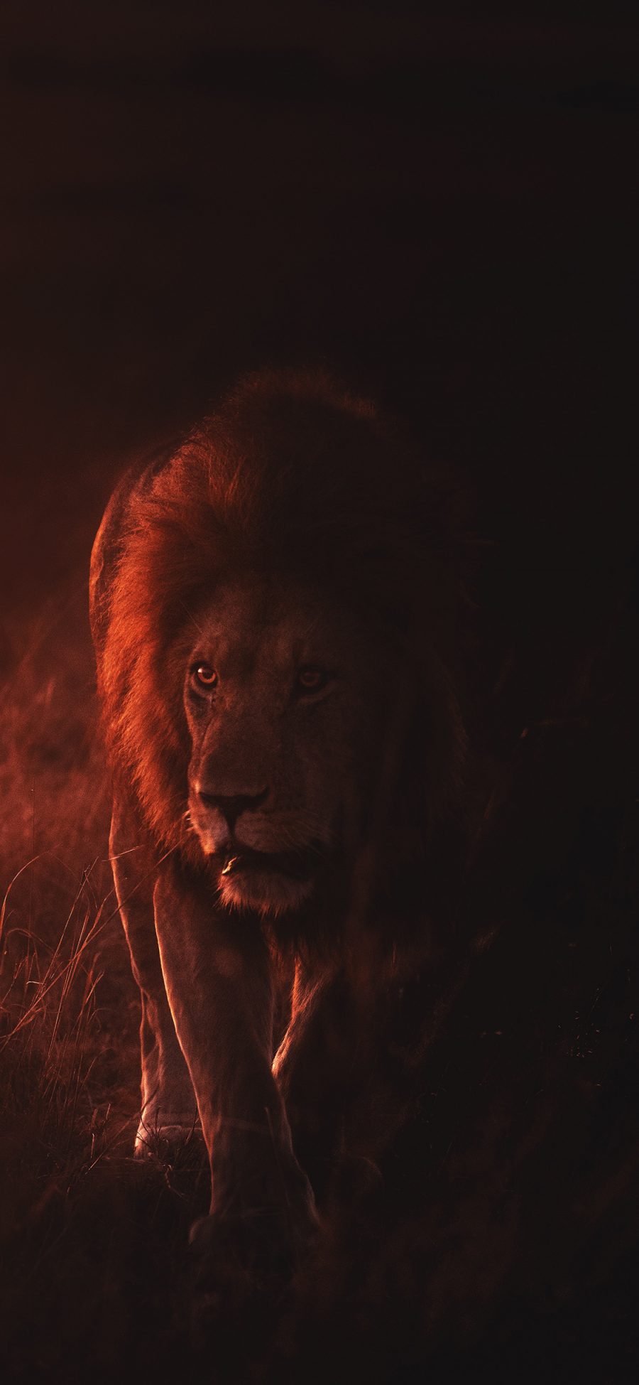 [2436×1125]狮子 猛兽 光影 森林之王 苹果手机壁纸图片