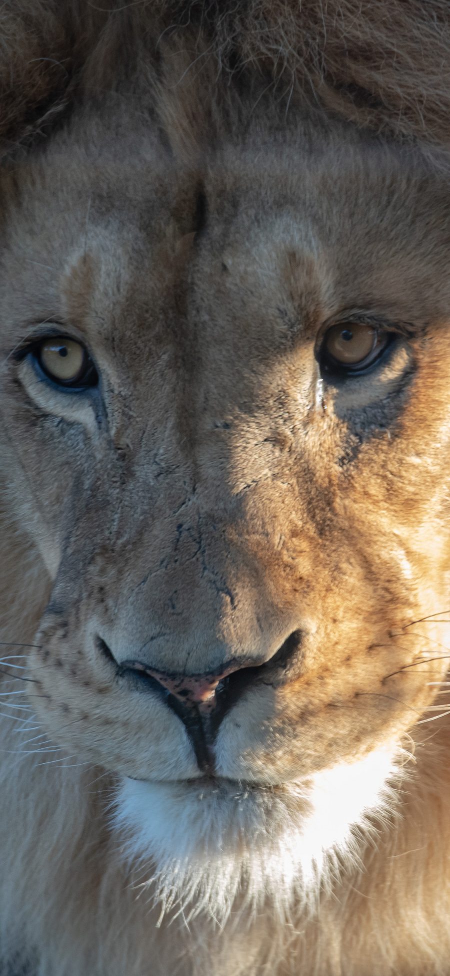 [2436×1125]狮子 猛兽 凶猛 毛发 森林之王 苹果手机壁纸图片