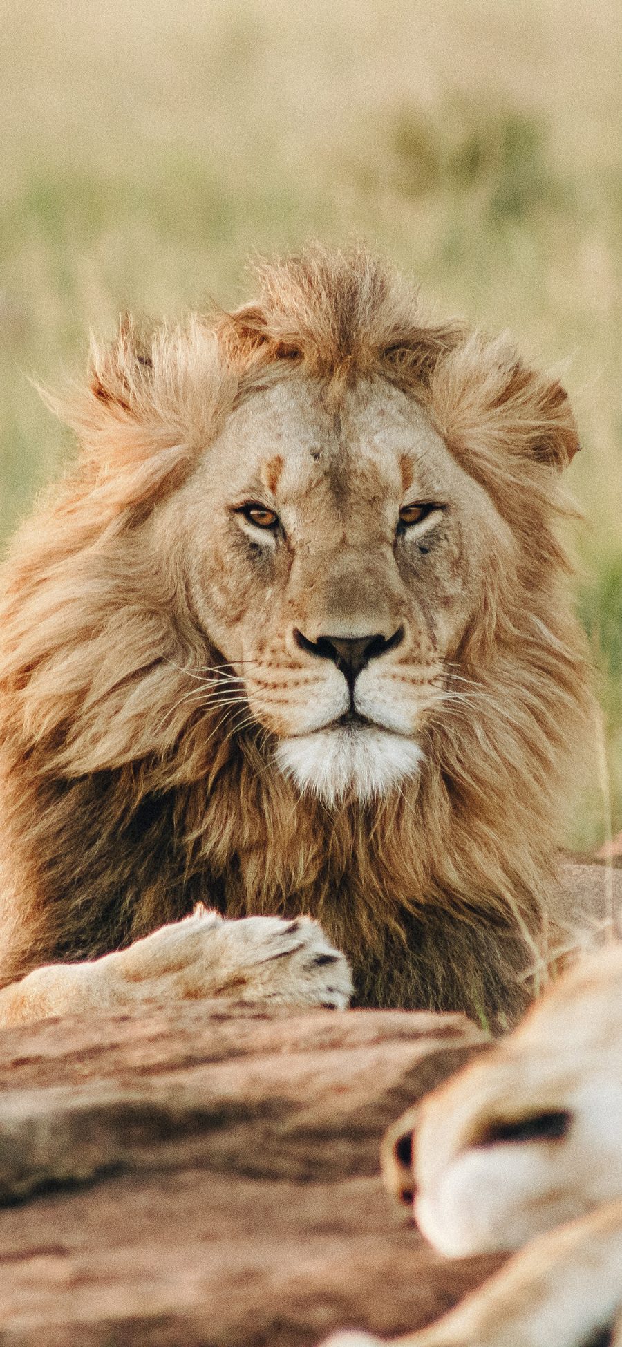 [2436×1125]狮子 猛兽 草原 森林之王 苹果手机壁纸图片