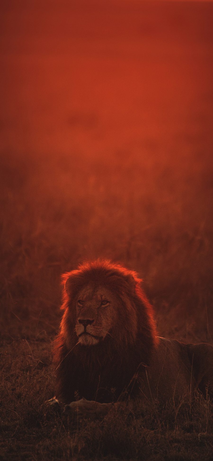 [2436×1125]狮子 野外 夕阳 猛兽 苹果手机壁纸图片