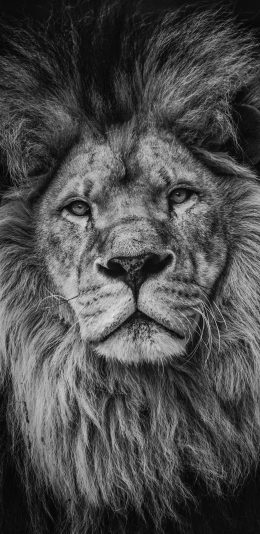 [2436x1125]狮子 黑白 鬓毛 凶猛 苹果手机壁纸图片