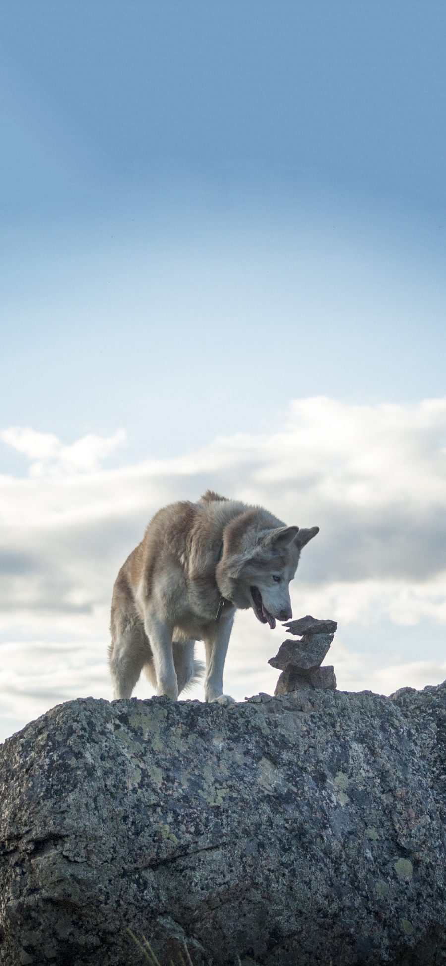 [2436×1125]狼 野兽 猛兽 凶猛 石头 苹果手机壁纸图片