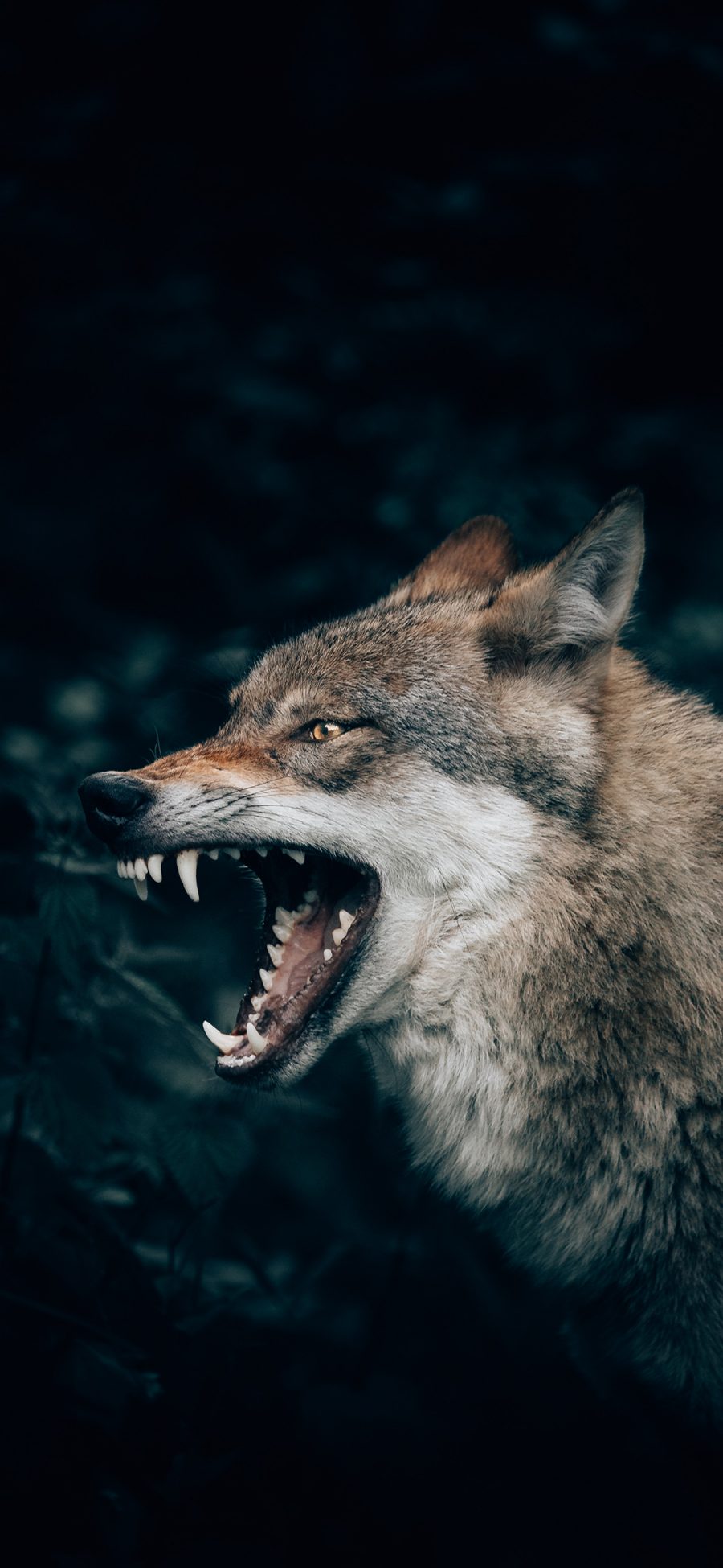 [2436×1125]狼犬 獠牙 凶猛 野兽 苹果手机壁纸图片