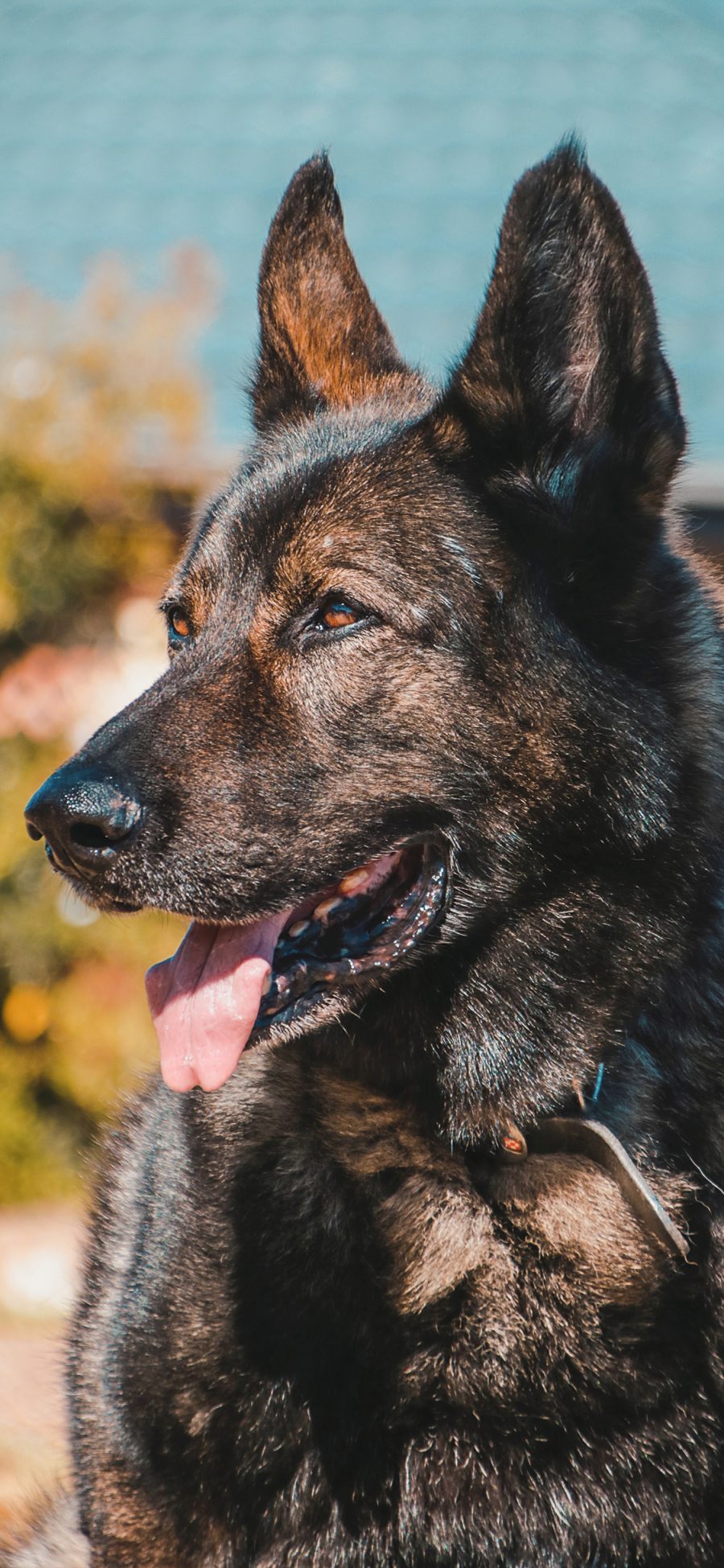 [2436×1125]狼犬 警惕 吐舌 皮毛 苹果手机壁纸图片