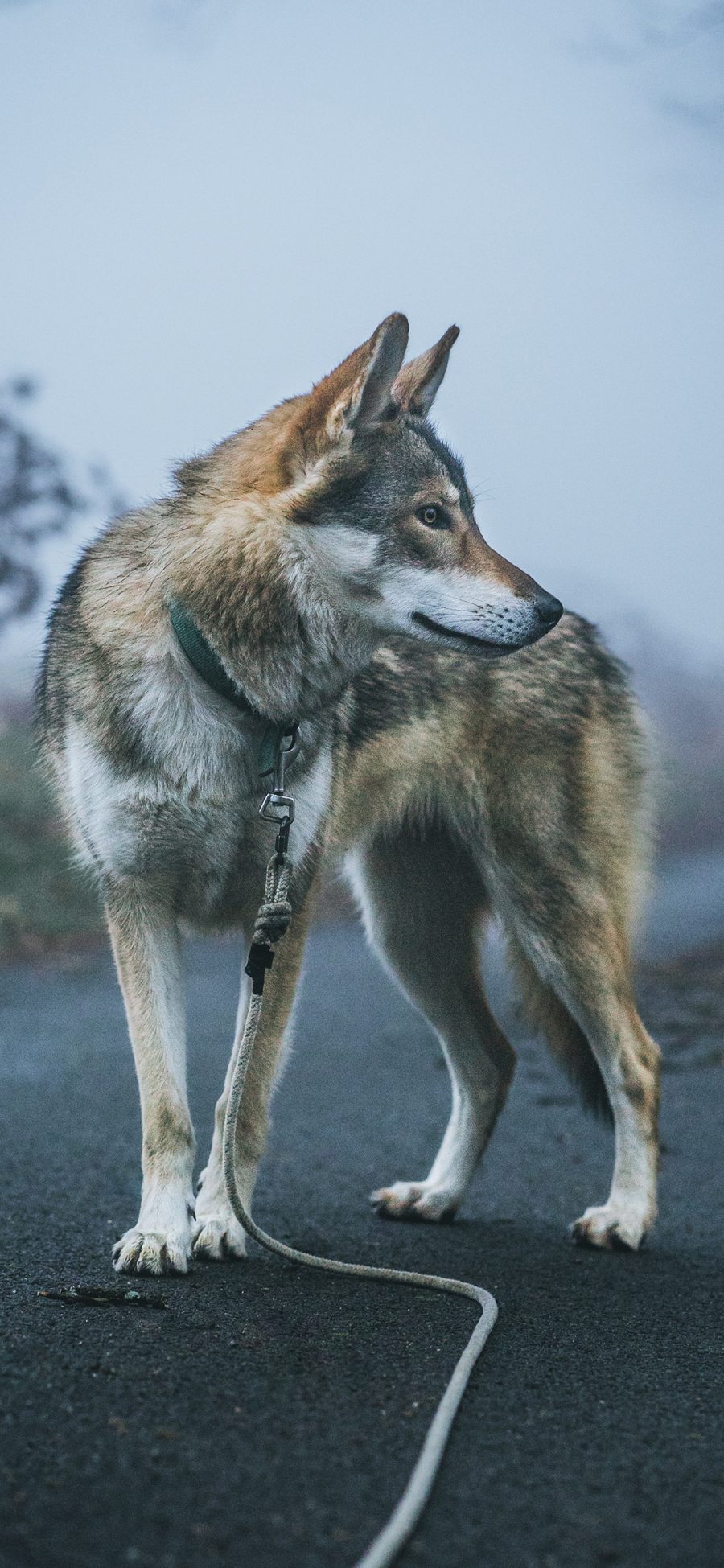 [2436×1125]狼犬 道路 项圈 宠物 苹果手机壁纸图片