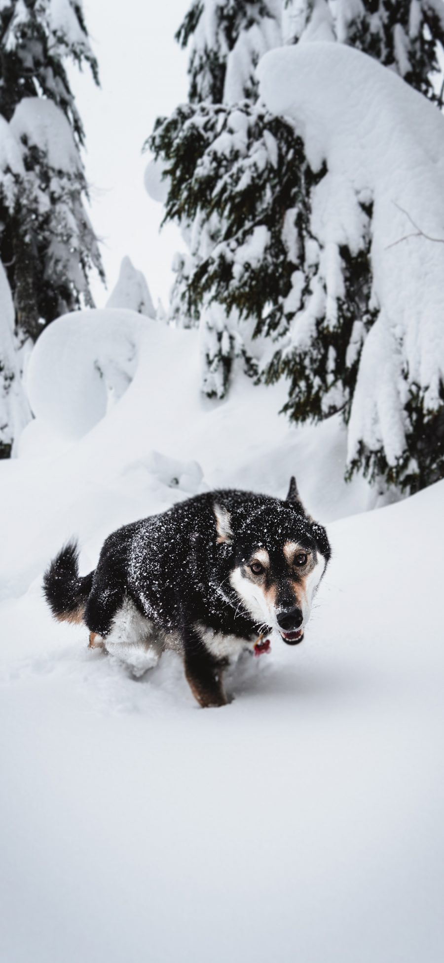 [2436×1125]狼犬 雪地 雪季 凶猛 苹果手机壁纸图片