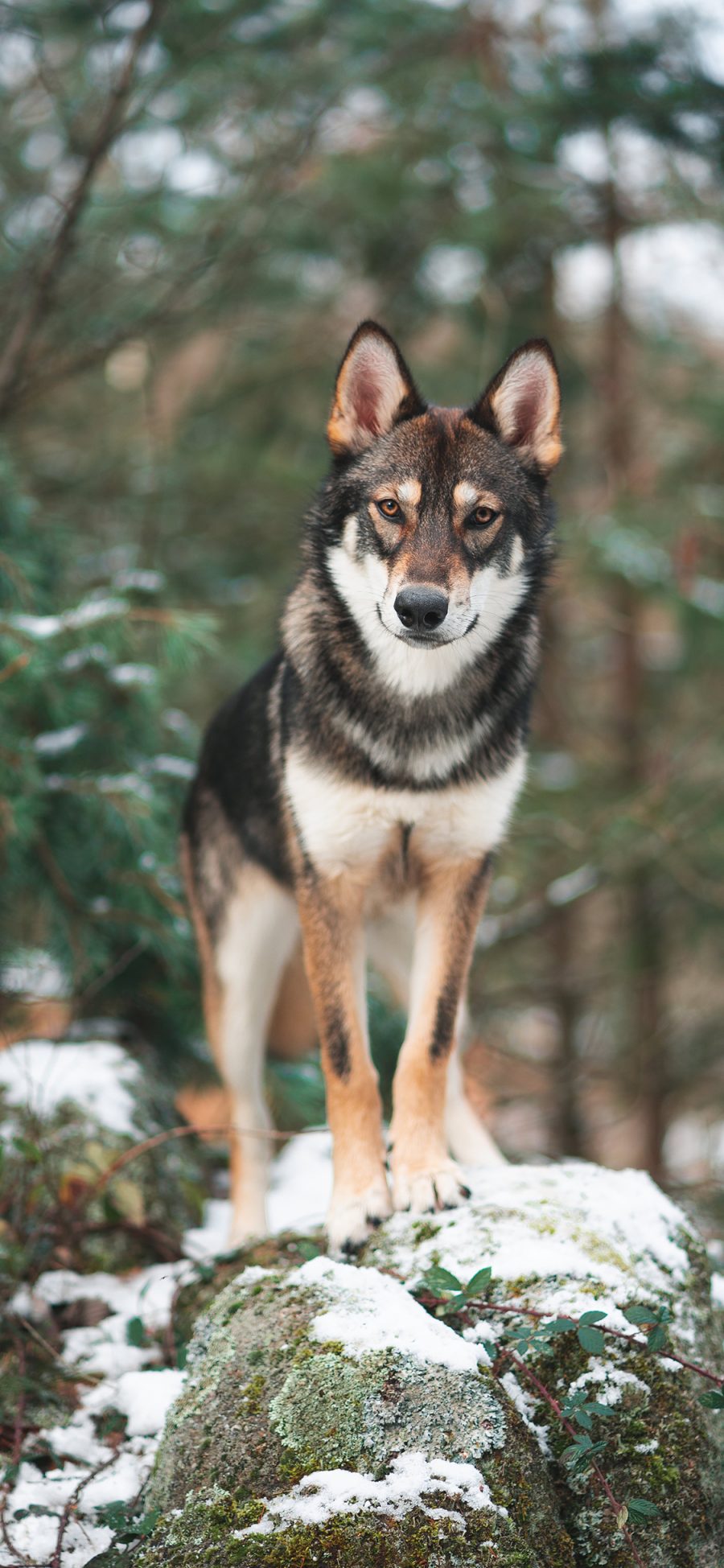 [2436×1125]狼犬 雪季 野外 站立 帅气 苹果手机壁纸图片