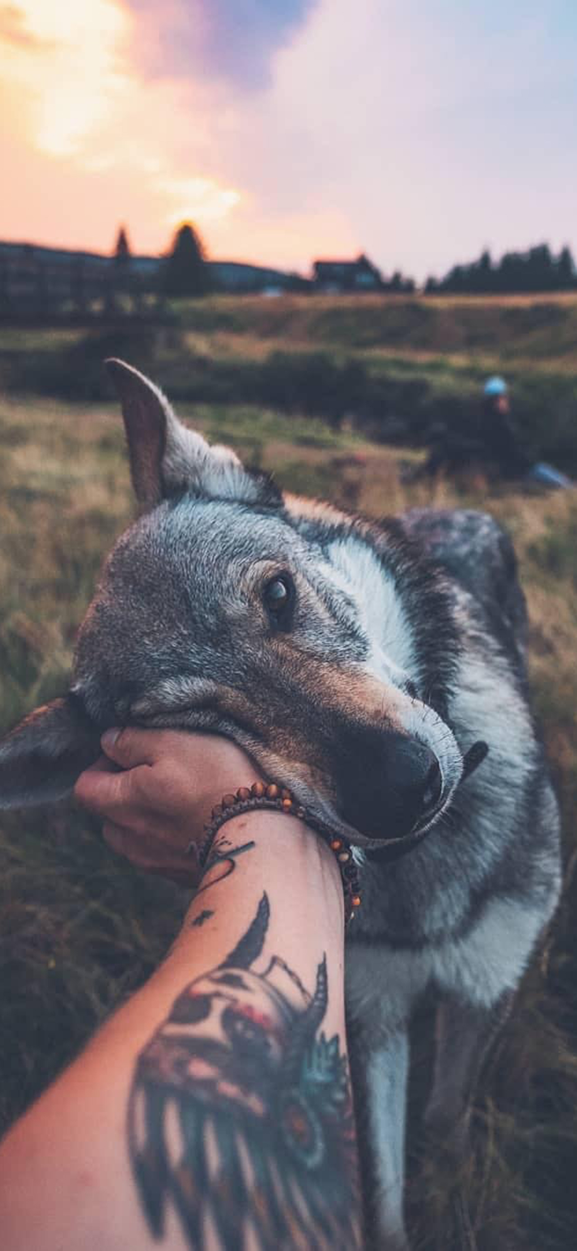 [2436×1125]狼狗  温顺 草原 手部 纹身 个性 苹果手机壁纸图片
