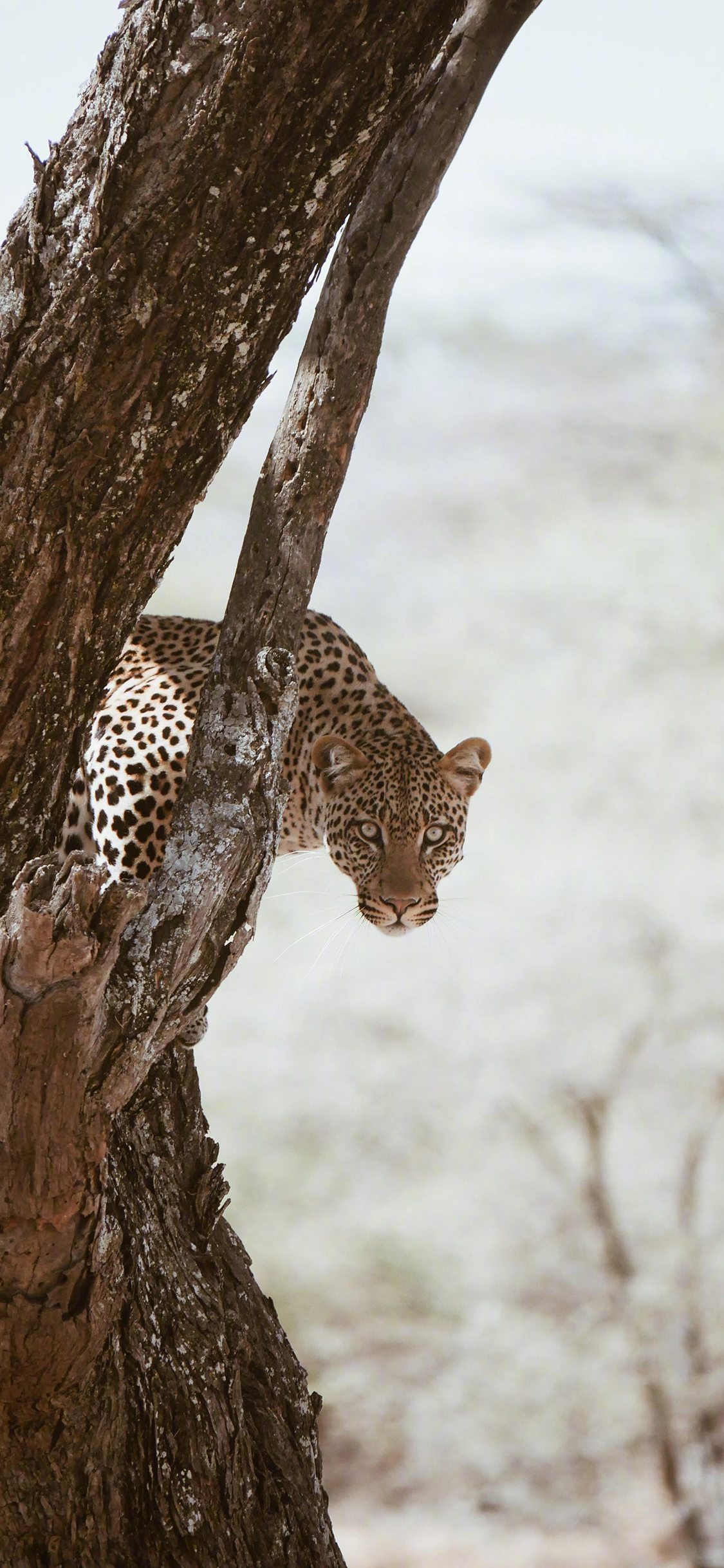 [2436×1125]猎豹 猛兽 凶猛 斑纹 树干 苹果手机壁纸图片