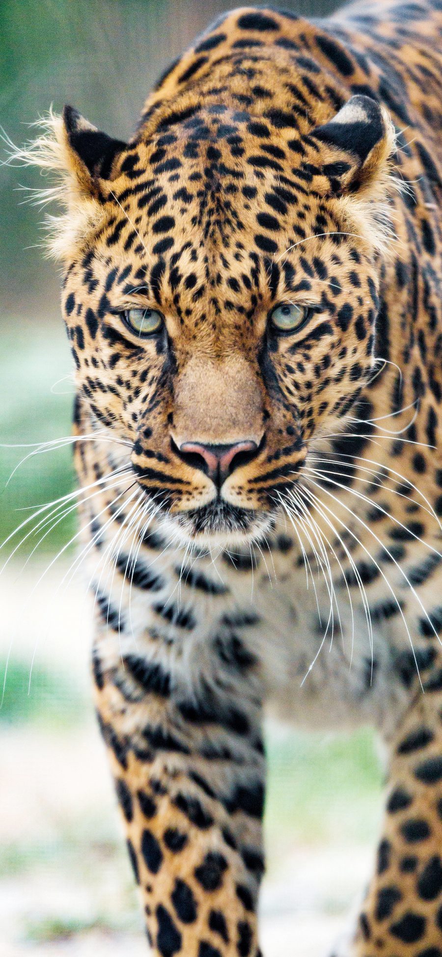 [2436×1125]猎豹 猛兽 凶猛 猫科 斑纹 苹果手机壁纸图片
