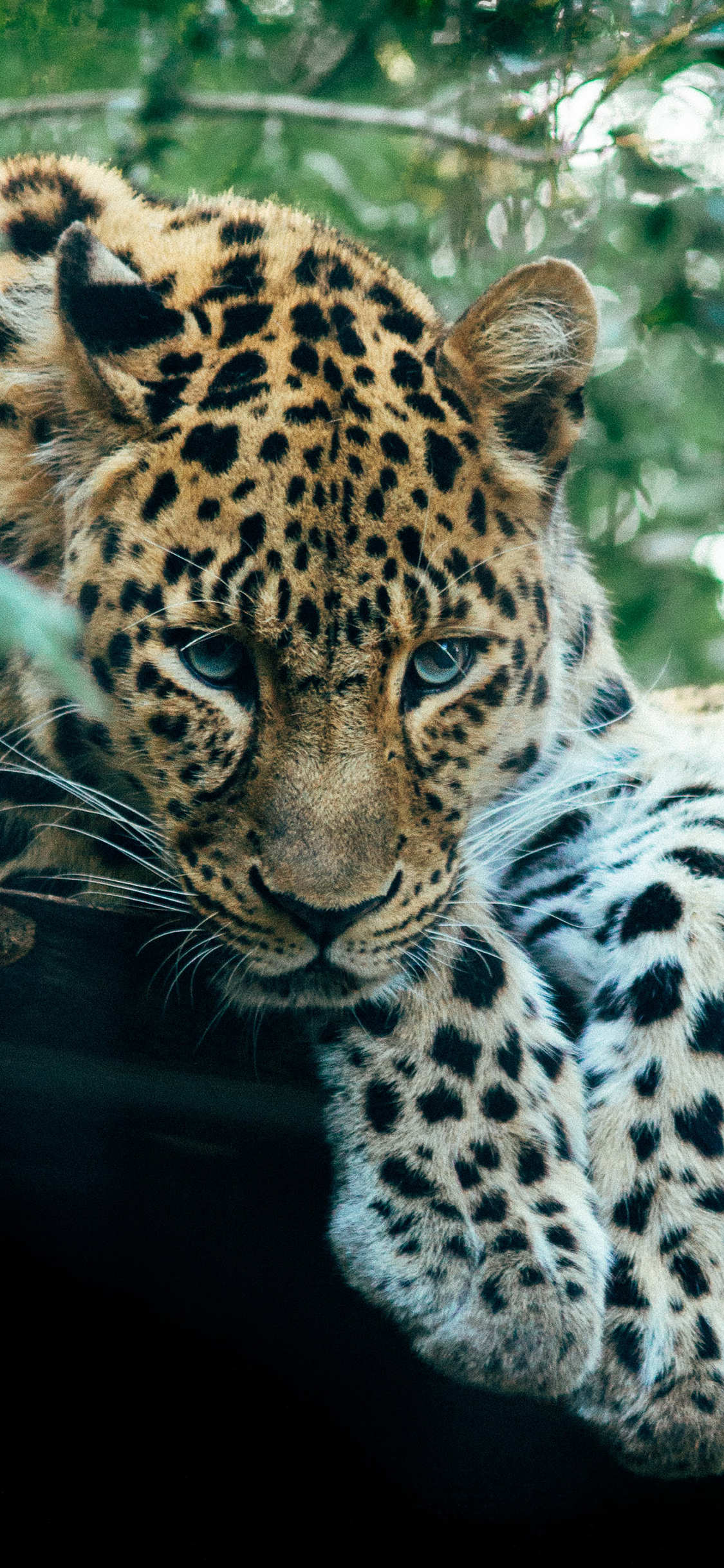 [2436×1125]猛兽 花豹 猎豹 皮毛 苹果手机壁纸图片