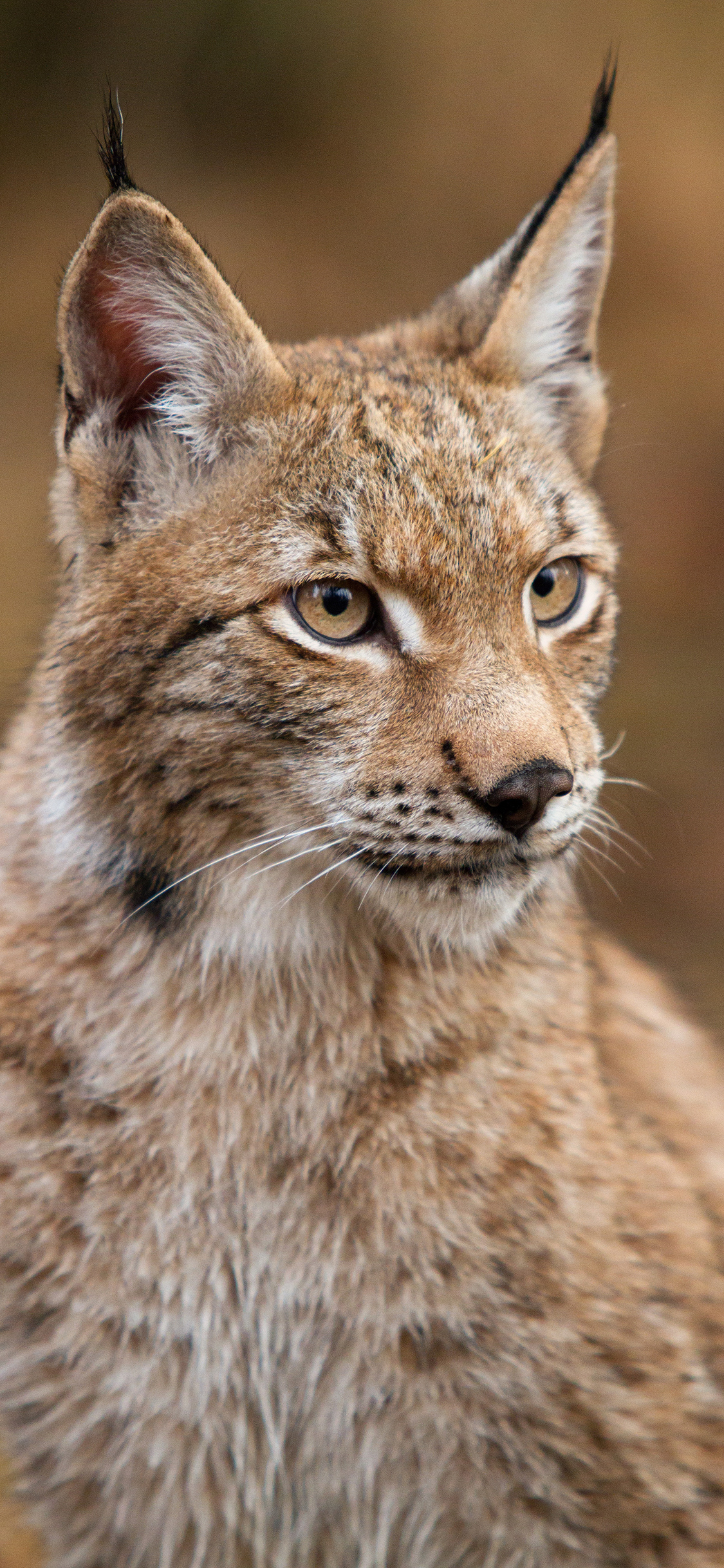[2436×1125]猞猁 凶猛 猛兽 猫科 苹果手机壁纸图片