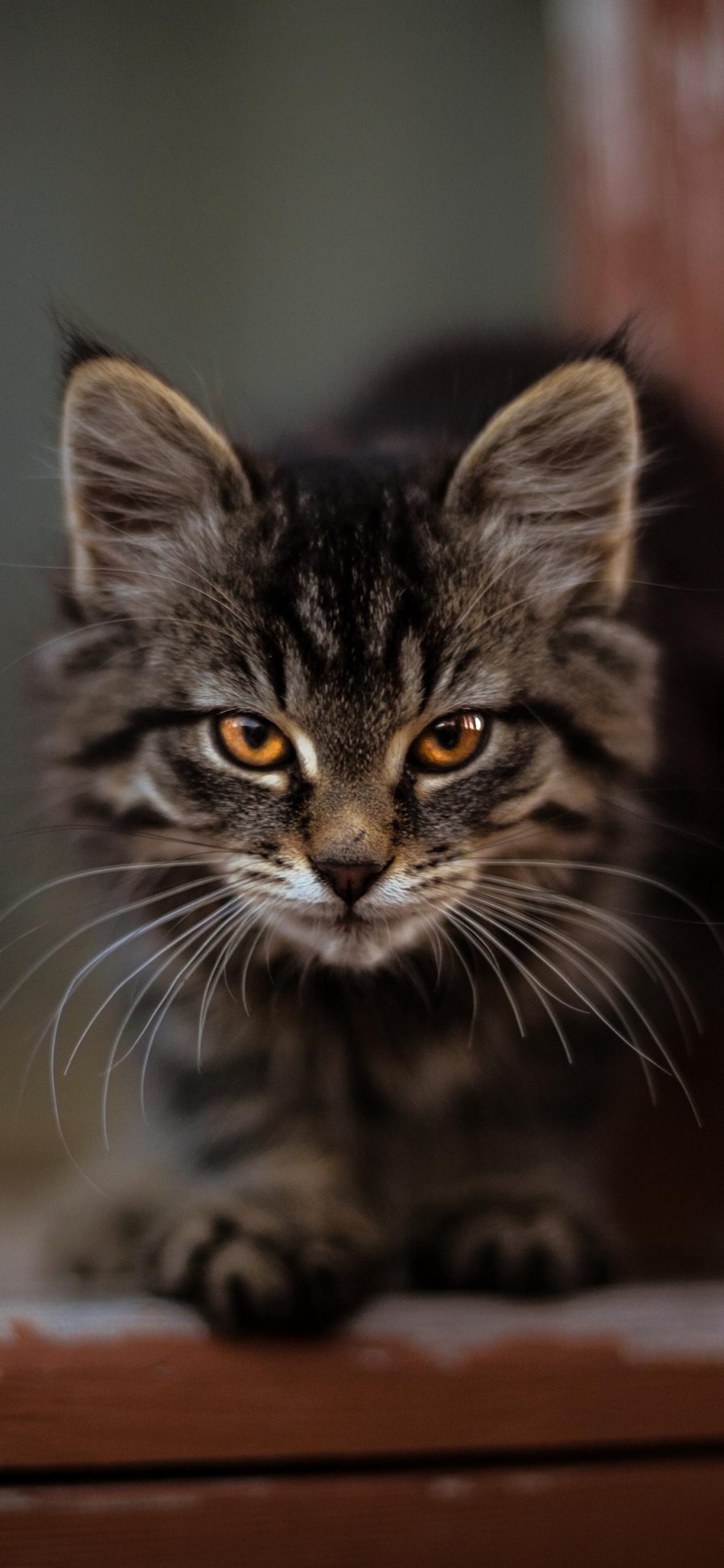 [2436×1125]猞猁 猫科 凶猛 保护动物 苹果手机壁纸图片