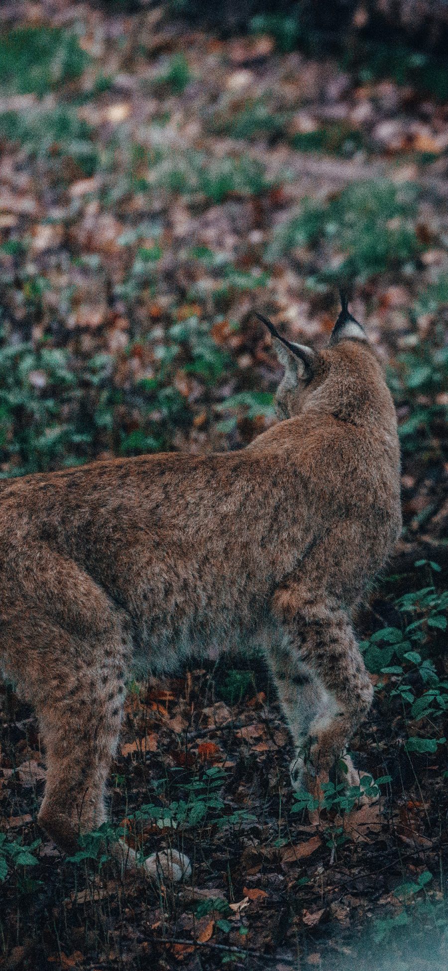 [2436×1125]猞猁 野外 猫科凶猛 苹果手机壁纸图片