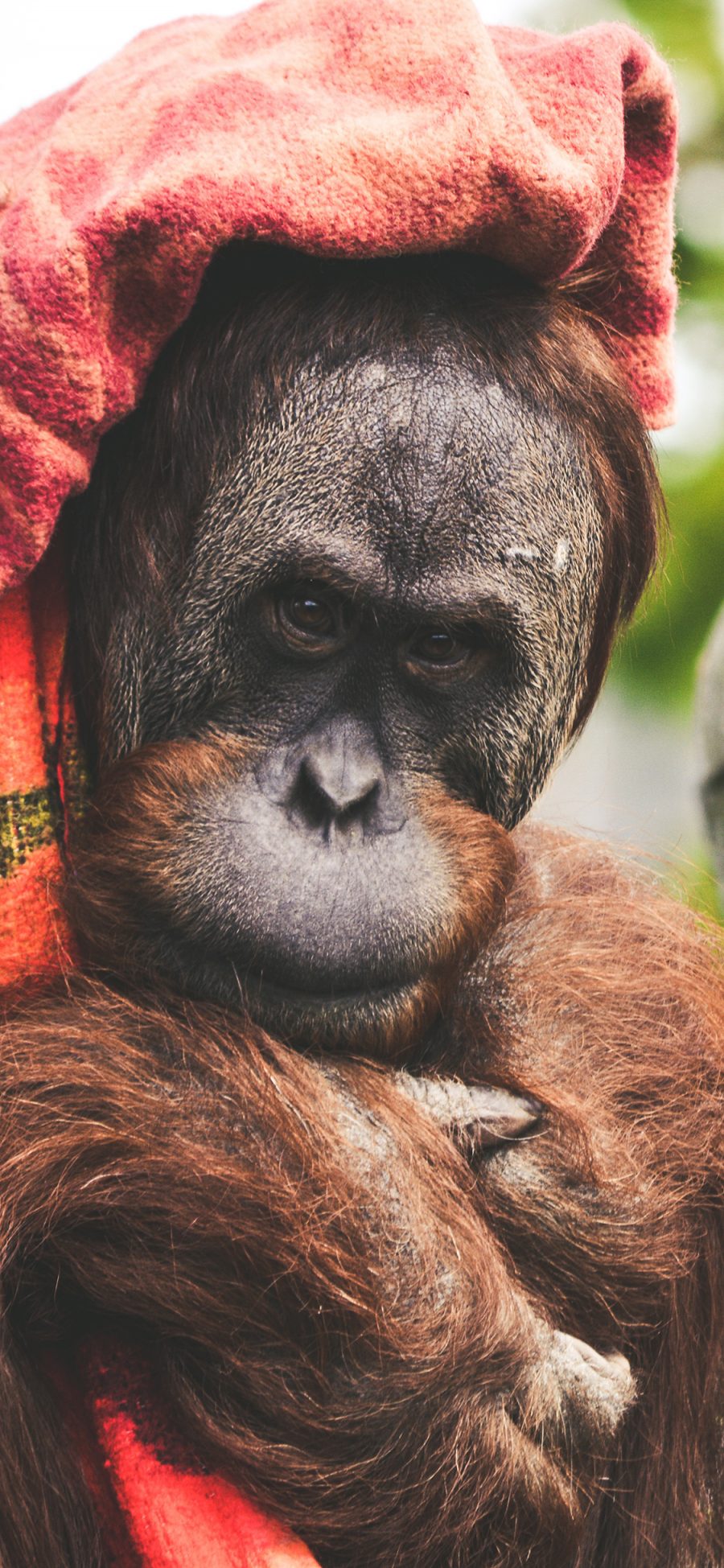 [2436×1125]猩猩 猿类 户外 猿猴 苹果手机壁纸图片