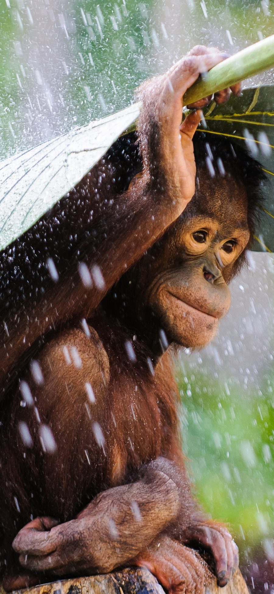 [2436×1125]猩猩 雨 叶子 可爱 猴子 苹果手机壁纸图片