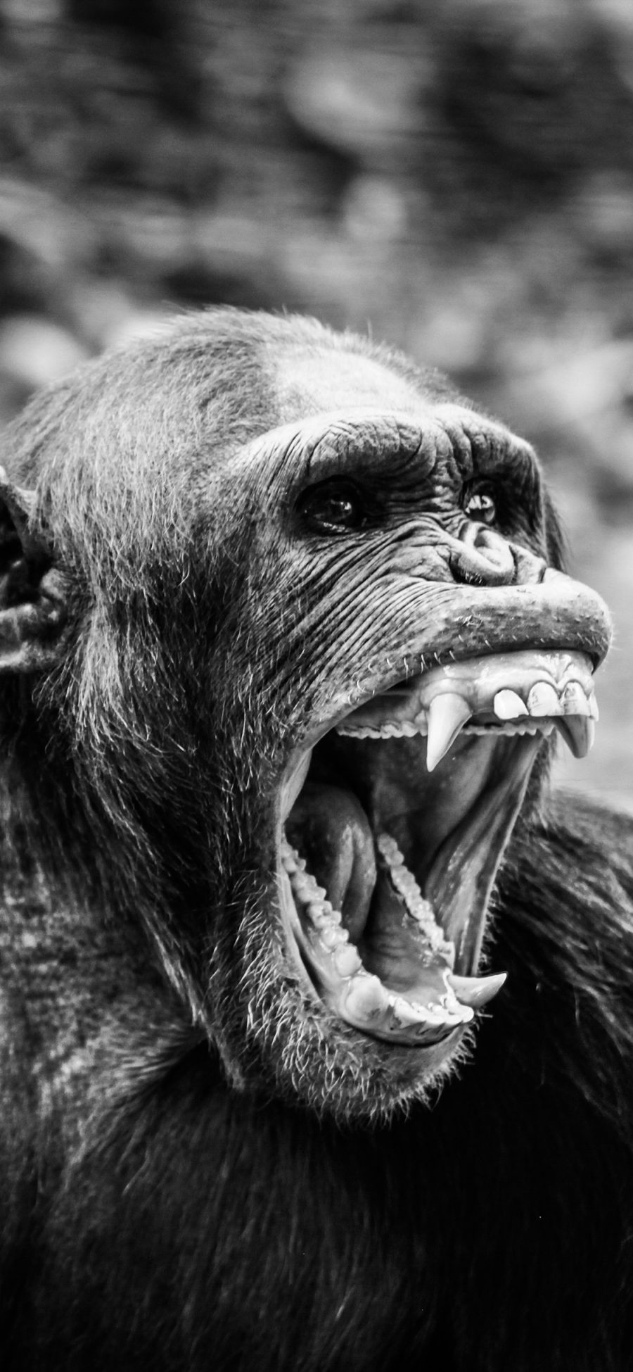[2436×1125]猩猩 黑白 猴子 猿类 怒吼 张嘴 尖牙 苹果手机壁纸图片