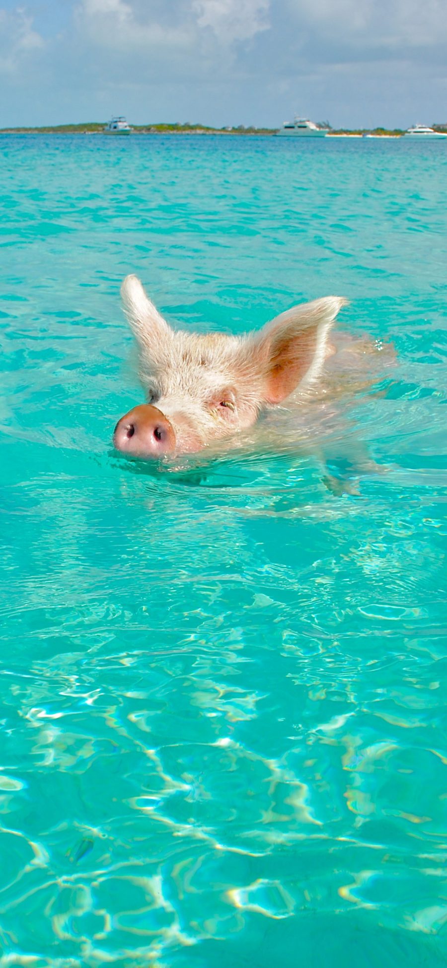 [2436×1125]猪 游泳 海洋 大海 可爱 鼻孔 苹果手机壁纸图片
