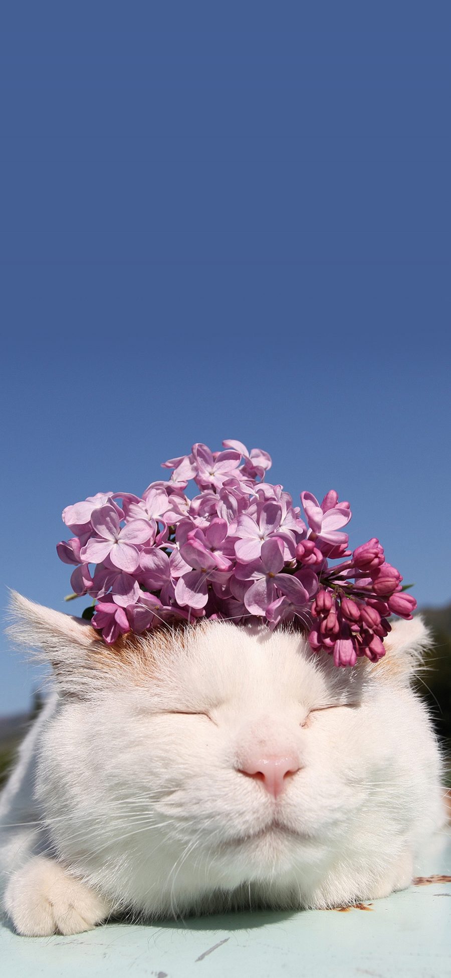 [2436×1125]猫叔 白猫 喵星人 萌宠 可爱 花 苹果手机壁纸图片