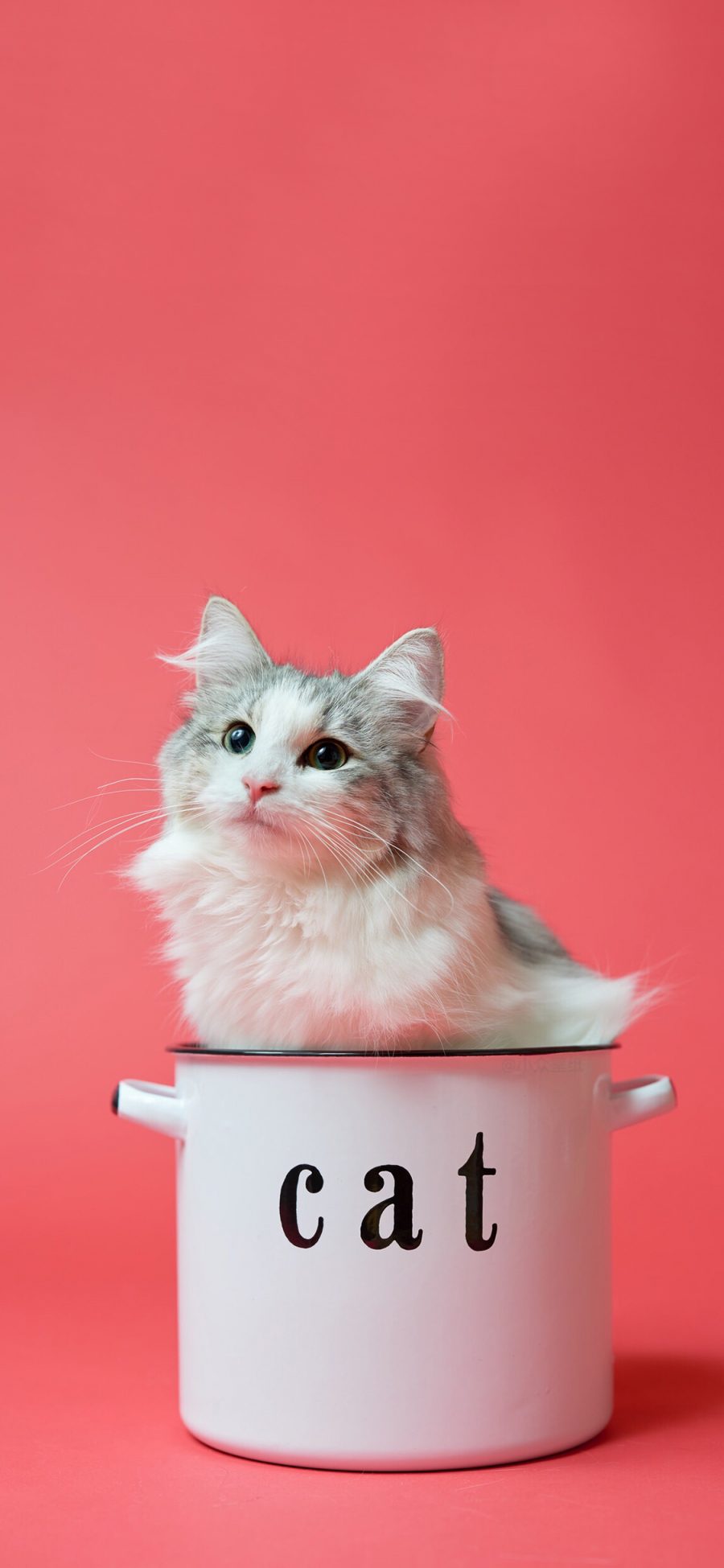 [2436×1125]猫咪 cat 搪瓷杯 喵星人 可爱 萌 宠物 苹果手机壁纸图片