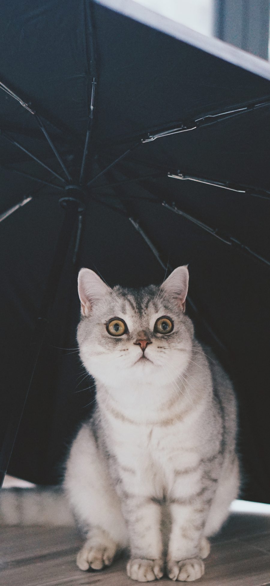 [2436×1125]猫咪 伞 宠物 呆萌 苹果手机壁纸图片