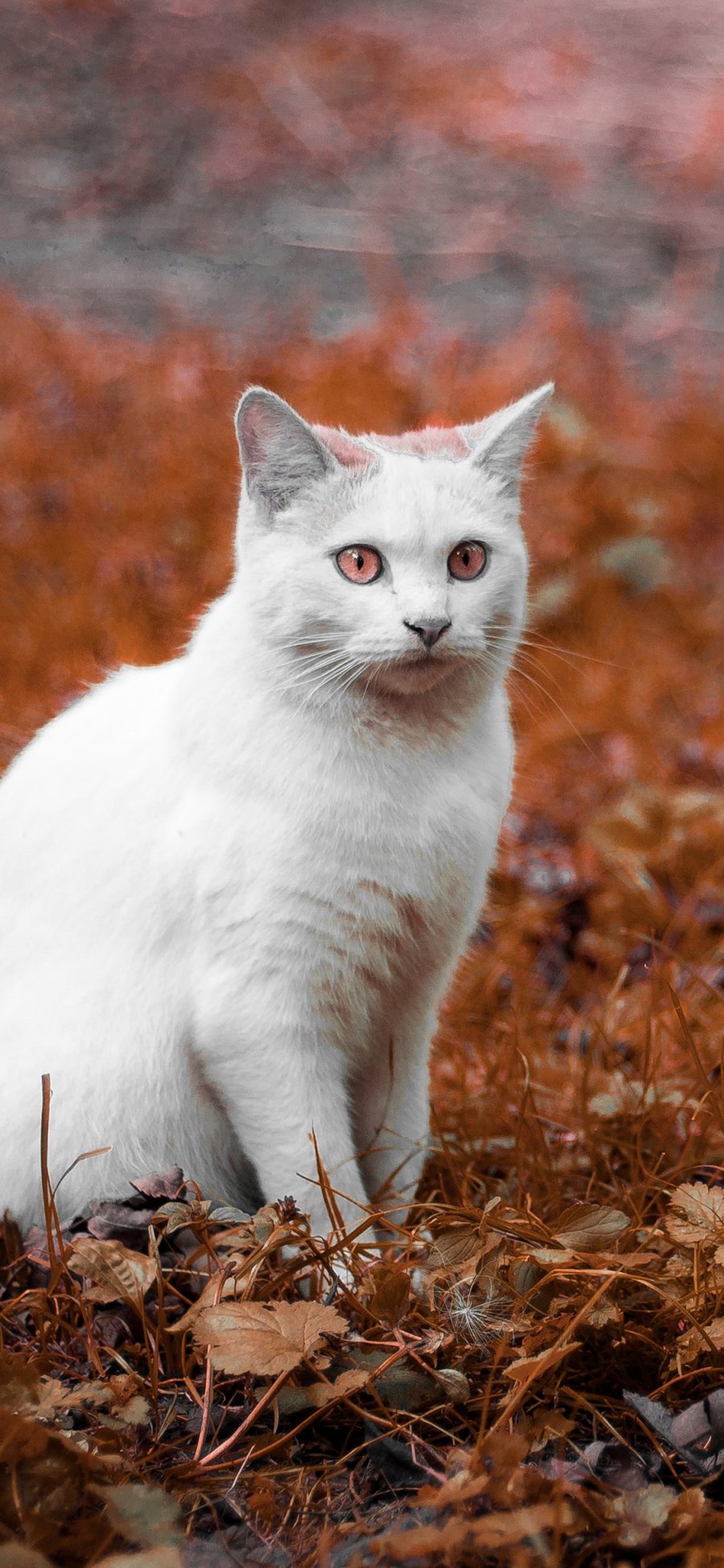 [2436×1125]猫咪 动物 户外 树叶 枯黄 苹果手机壁纸图片