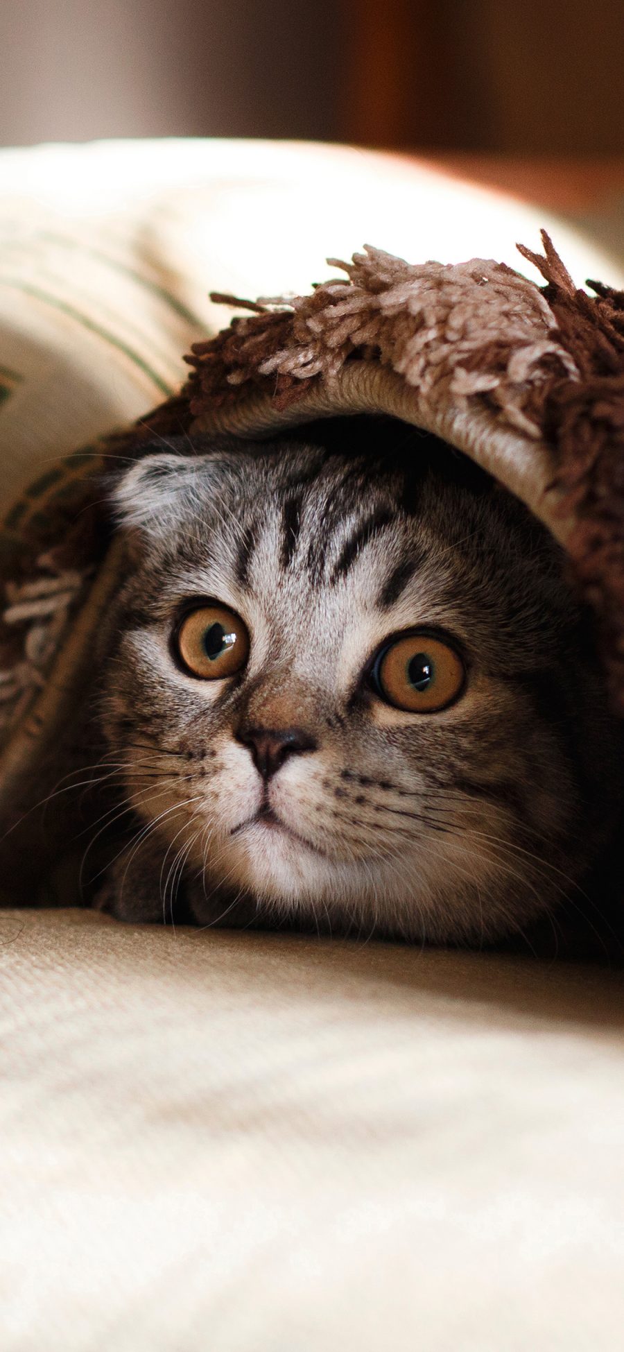 [2436×1125]猫咪 动物 躲藏 宠物 呆萌 苹果手机壁纸图片