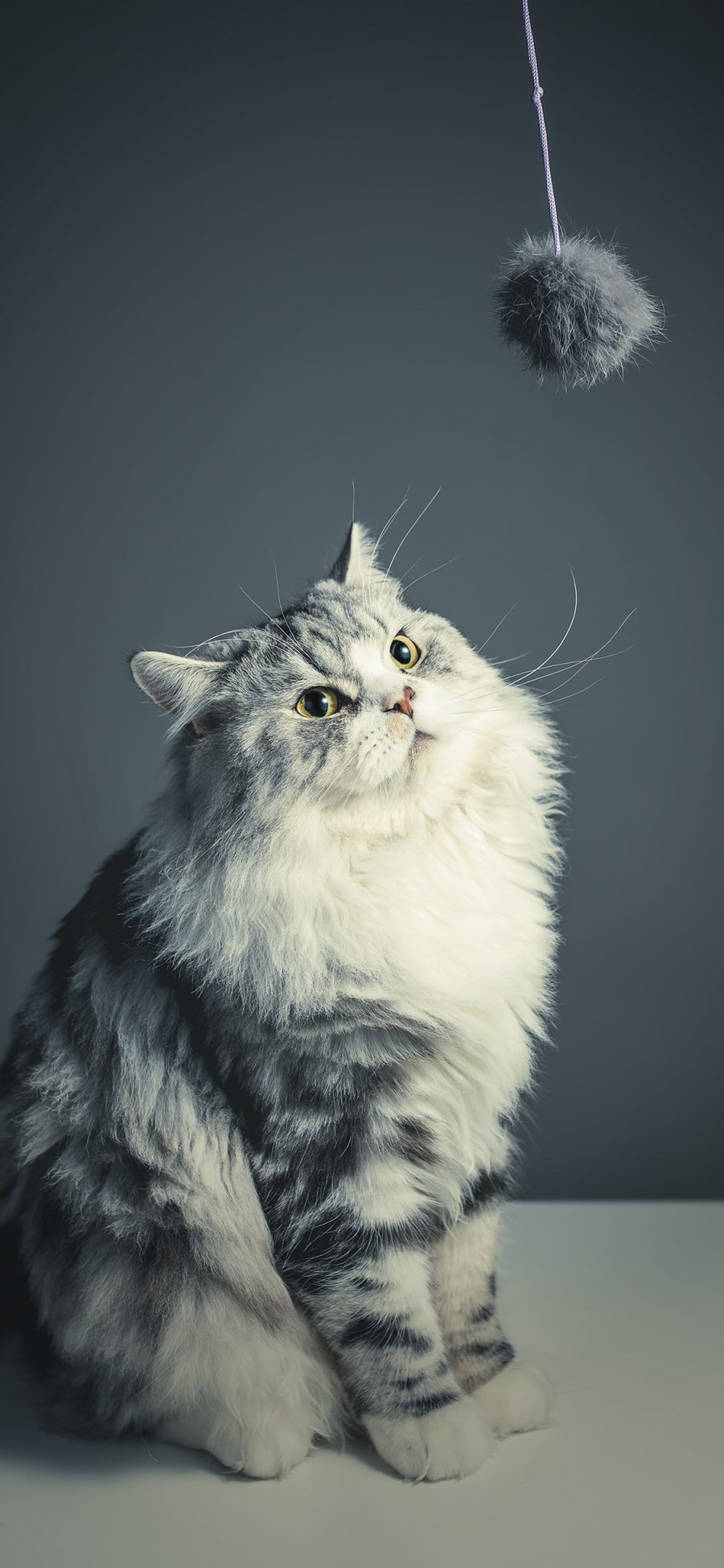 [2436×1125]猫咪 可爱 呆萌 毛球 逗猫 苹果手机壁纸图片