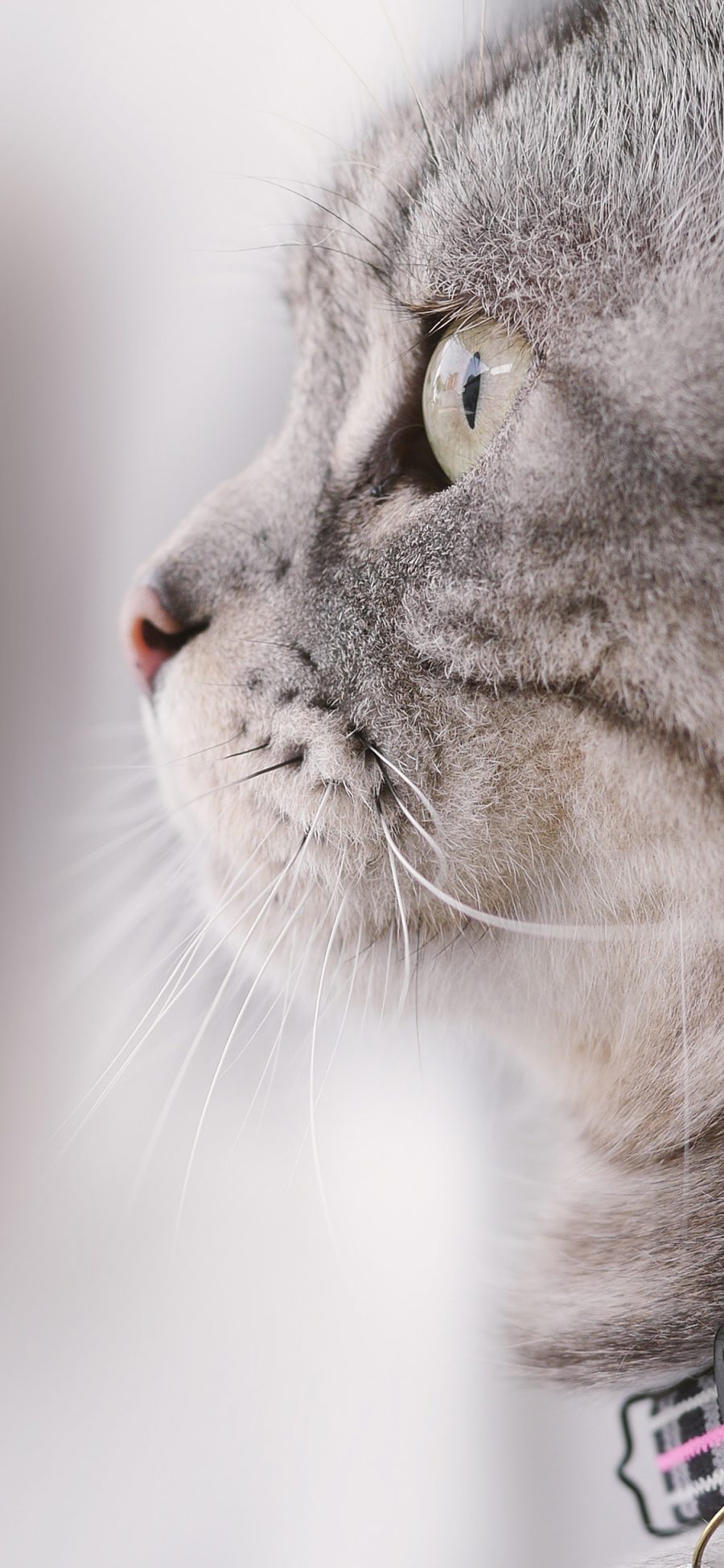 [2436×1125]猫咪 可爱 喵星人 宠物 侧颜 苹果手机壁纸图片