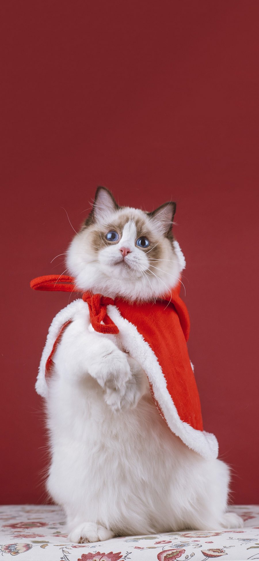 [2436×1125]猫咪 可爱 喵星人 宠物 红色 斗篷 苹果手机壁纸图片