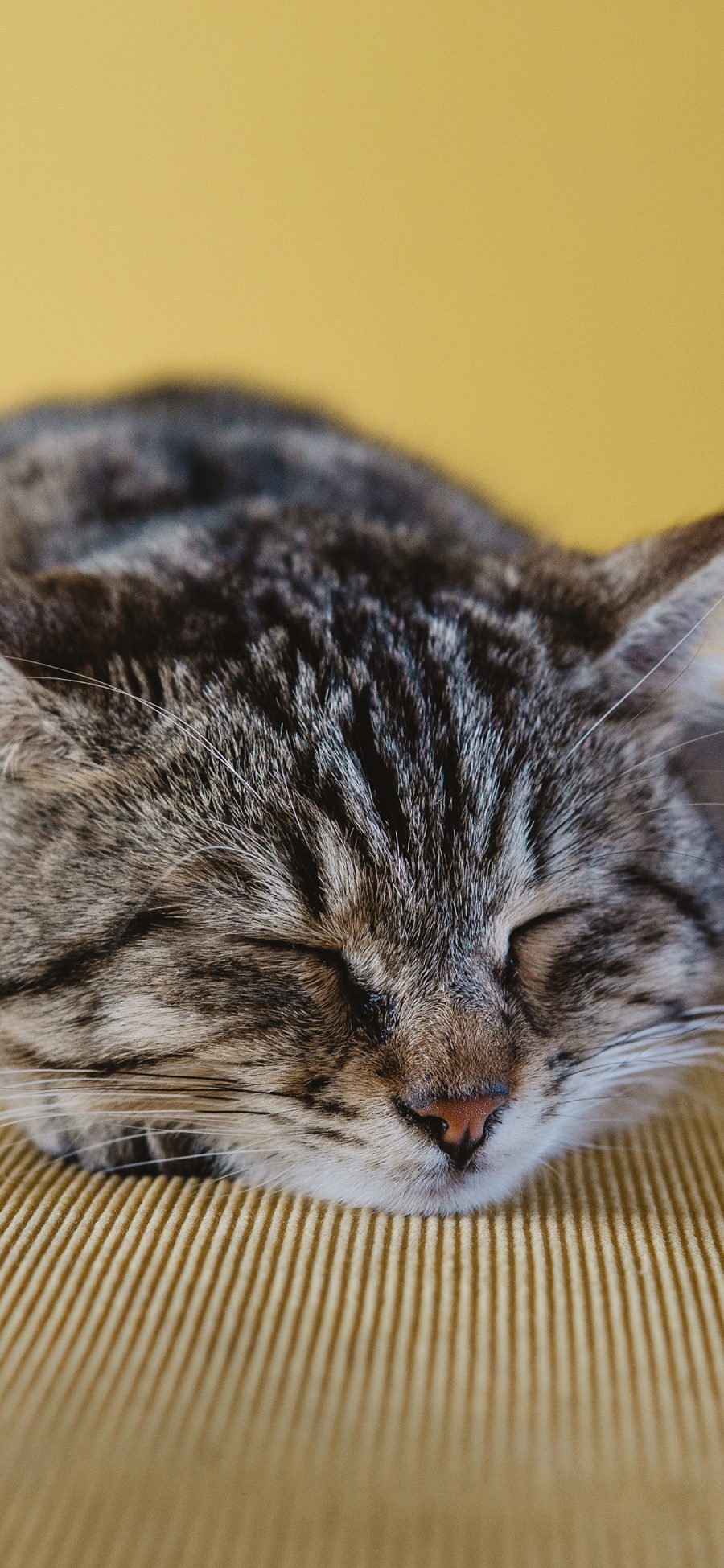 [2436×1125]猫咪 可爱 喵星人 萌宠 懒 苹果手机壁纸图片