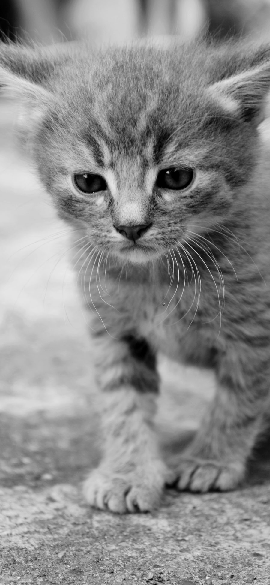 [2436×1125]猫咪 可爱 宠物 灰猫 小奶猫 苹果手机壁纸图片