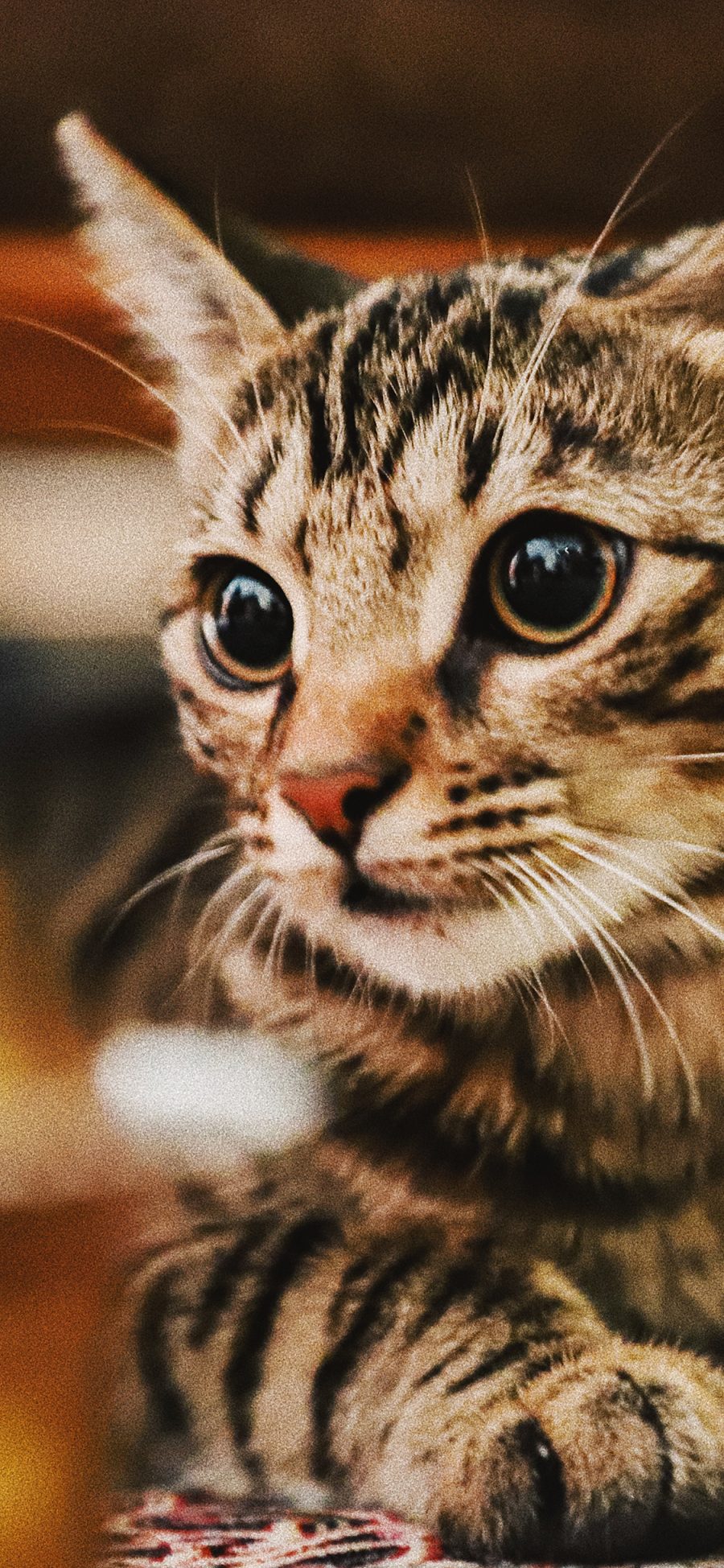 [2436×1125]猫咪 可爱 宠物 皮毛 苹果手机壁纸图片