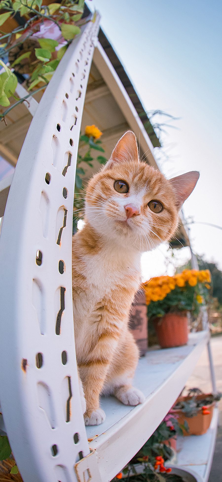 [2436×1125]猫咪 可爱 宠物 花盆 苹果手机壁纸图片