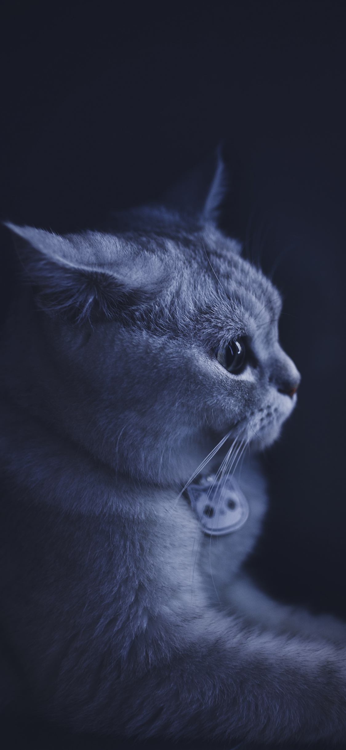 [2436×1125]猫咪 可爱 宠物 项圈 苹果手机壁纸图片