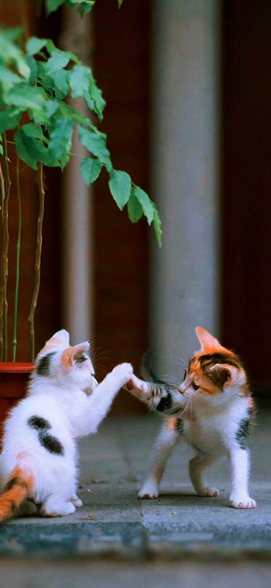 [2436×1125]猫咪 可爱 小猫 幼仔 打闹 花猫 苹果手机壁纸图片
