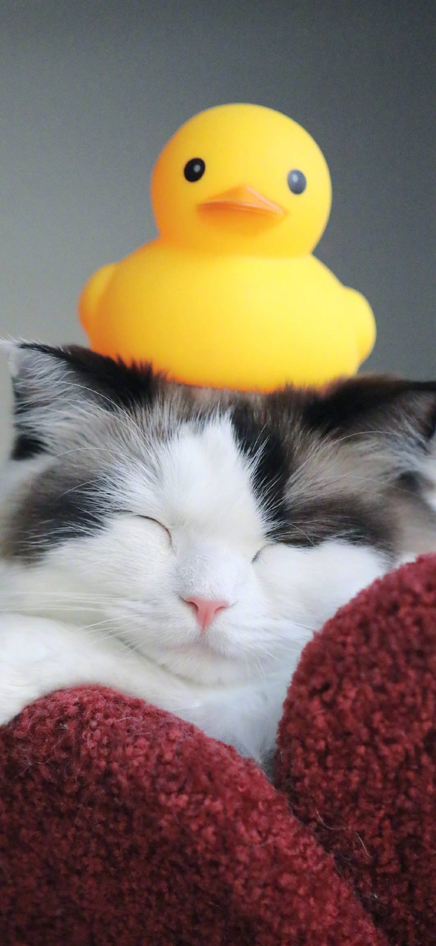 [2436×1125]猫咪 可爱 小黄鸭 橡胶鸭 喵星人 宠物 苹果手机壁纸图片