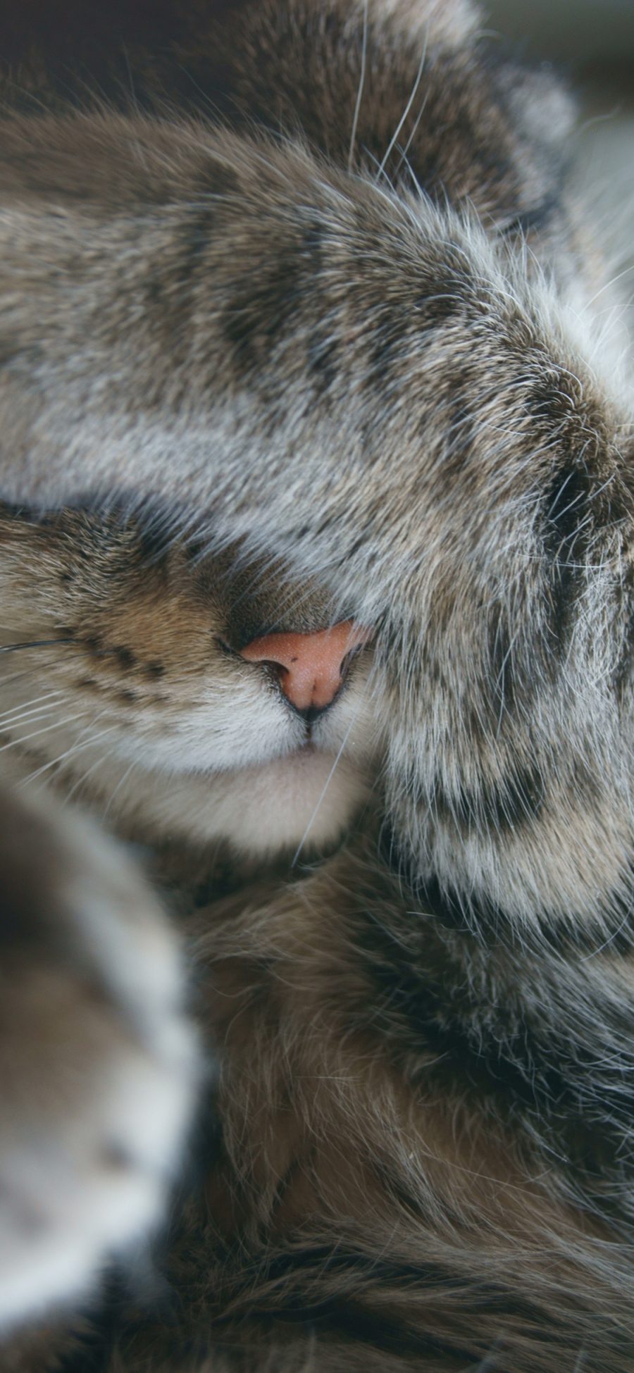 [2436×1125]猫咪 可爱 捂脸 爪子 喵星人 萌 宠物 苹果手机壁纸图片
