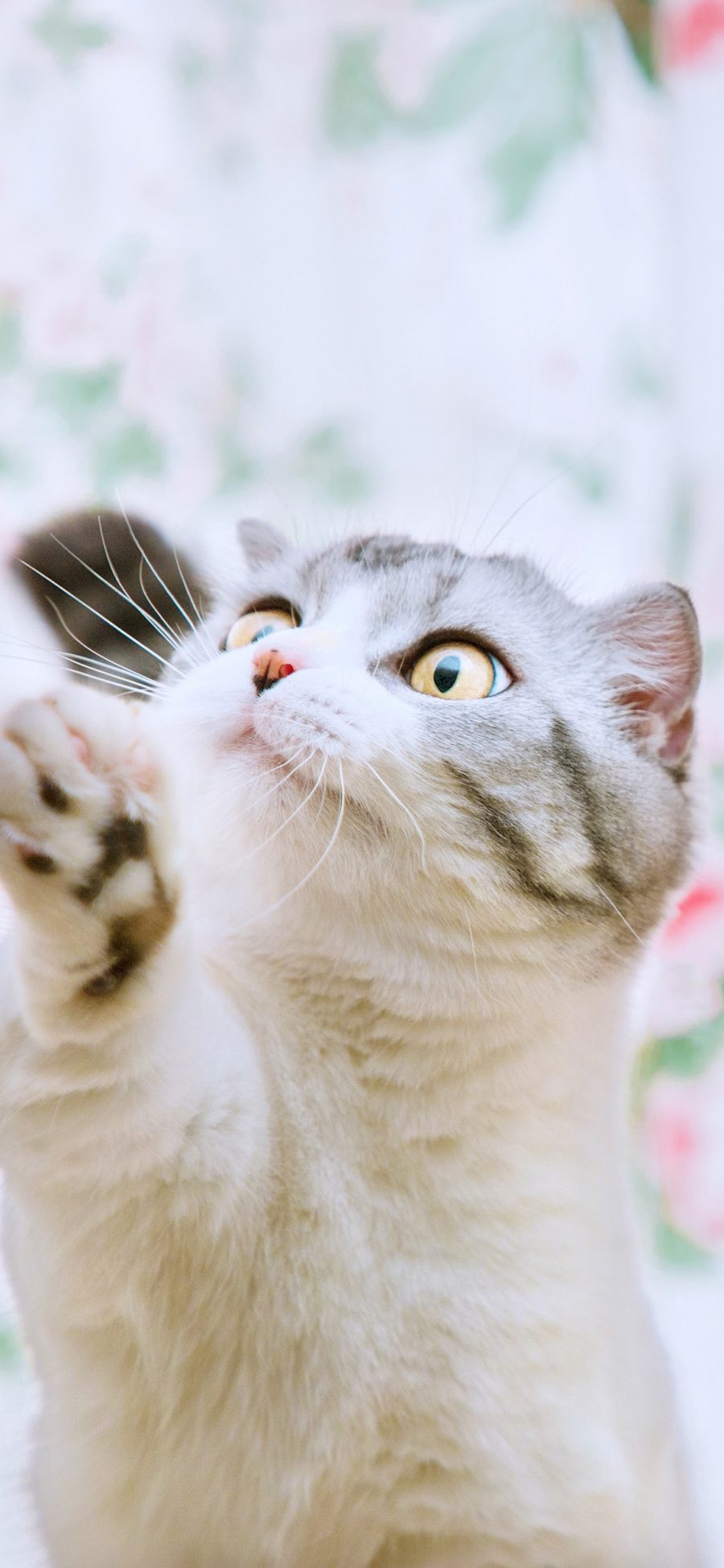 [2436×1125]猫咪 可爱 萌 喵星人 宠物 苹果手机壁纸图片