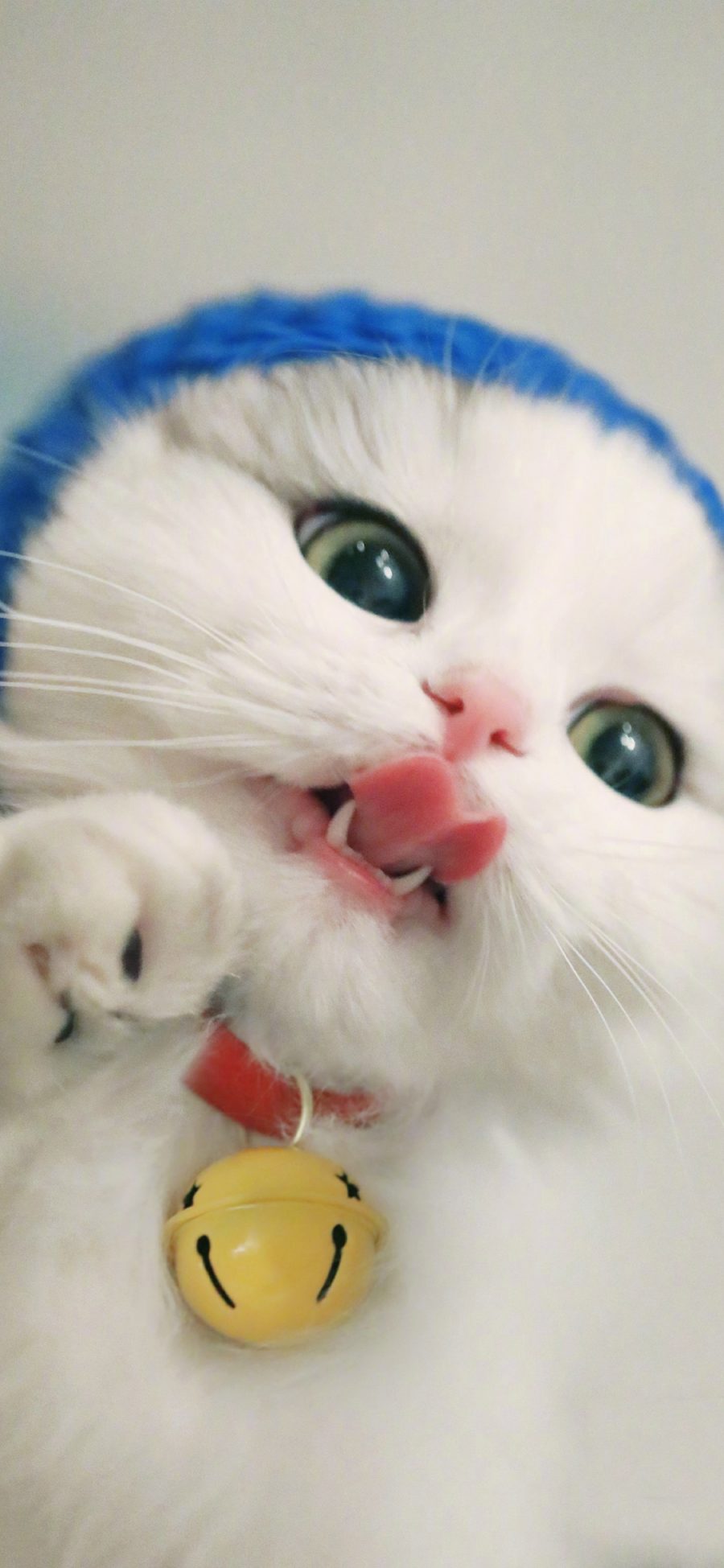 [2436×1125]猫咪 可爱 萌 喵星人 宠物 铃铛 吐舌 苹果手机壁纸图片