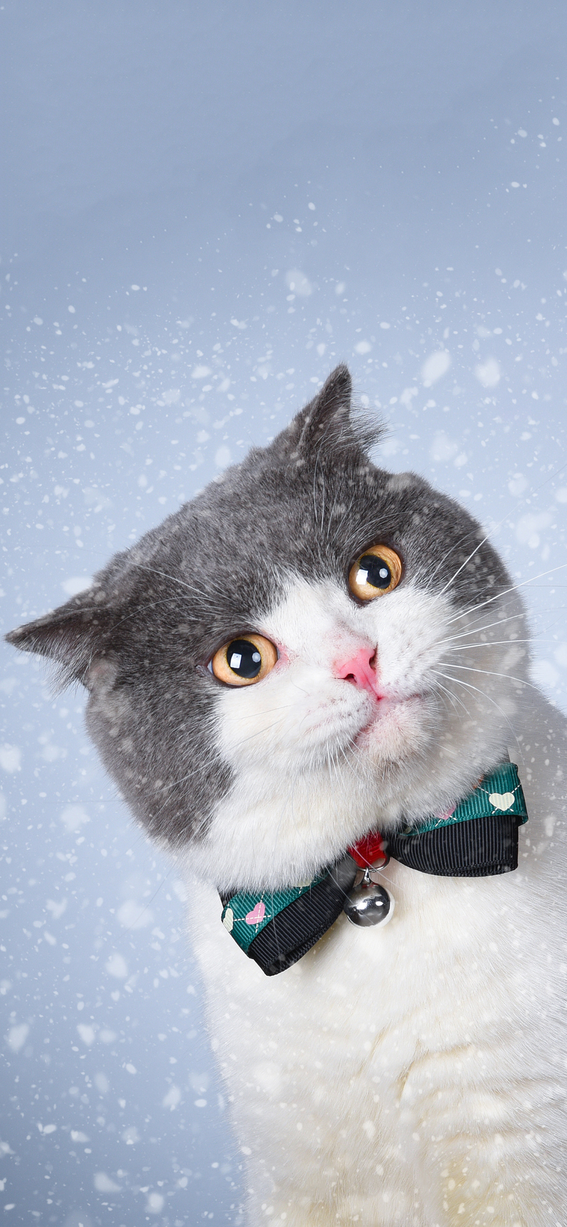 [2436×1125]猫咪 可爱 蝴蝶结 萌 宠物 喵星人 苹果手机壁纸图片